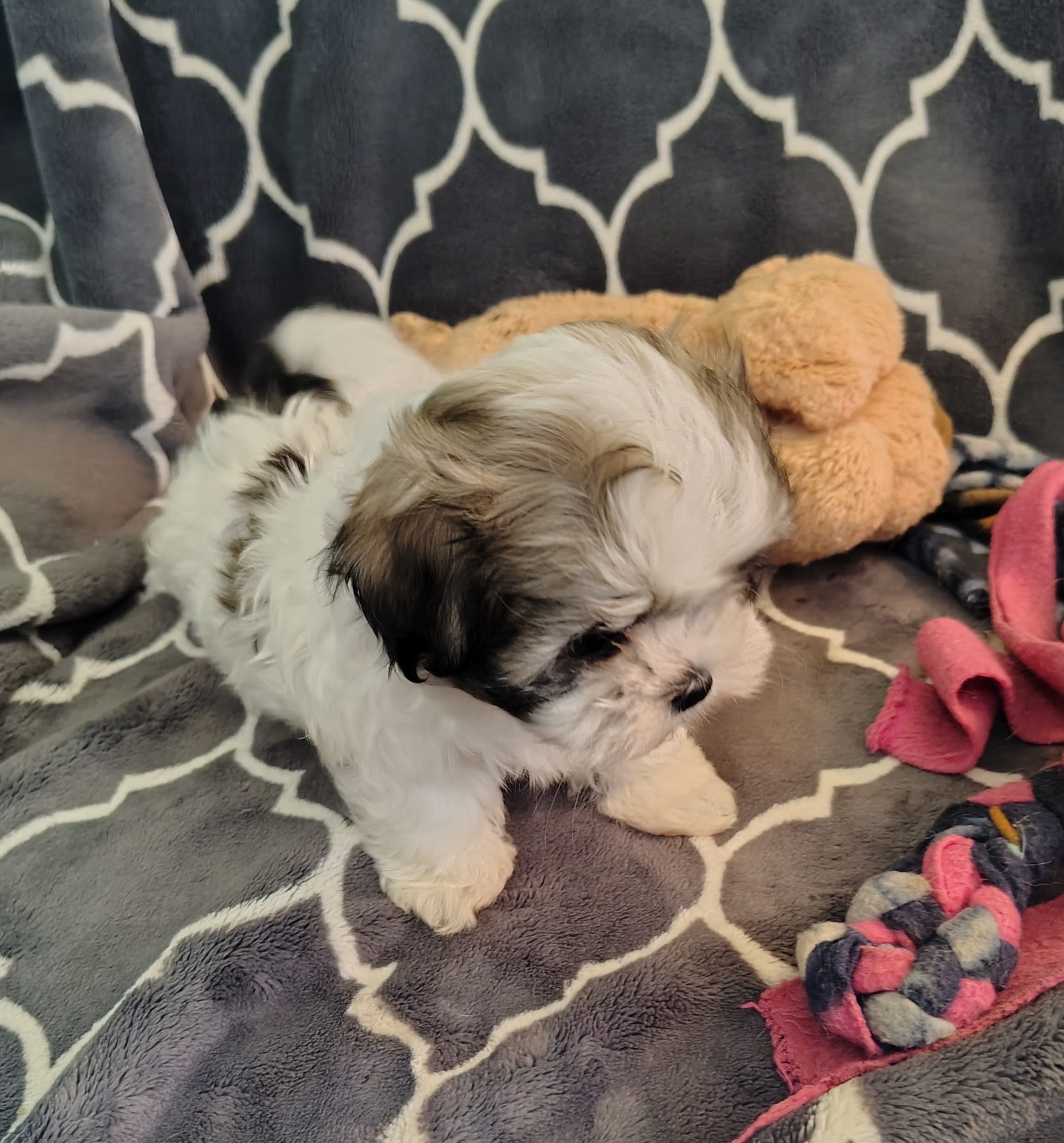 Lilly – Shih Tzu puppy for sale in Arlington, WA