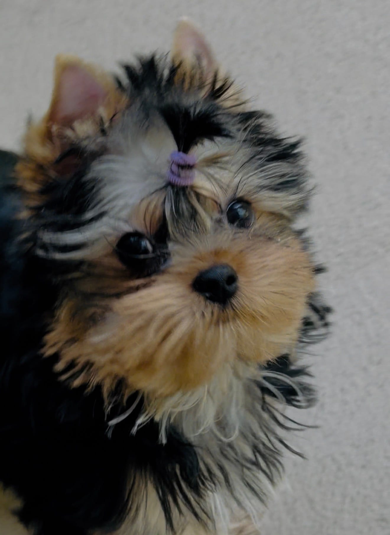 Winter  – Yorkshire Terrier puppy for sale in Stafford, VA