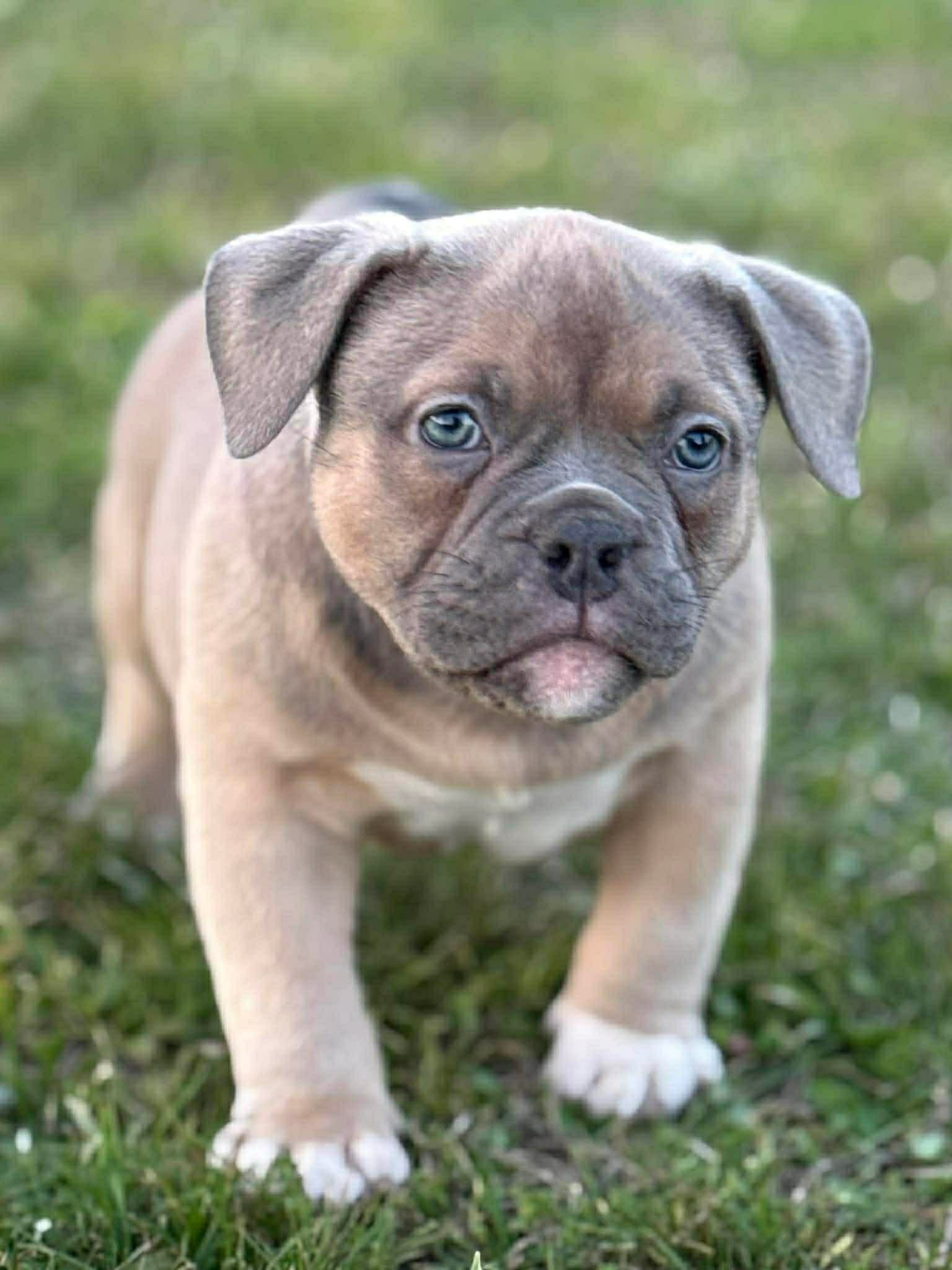 Zazu – American Bully puppy for sale in Wingate, NC