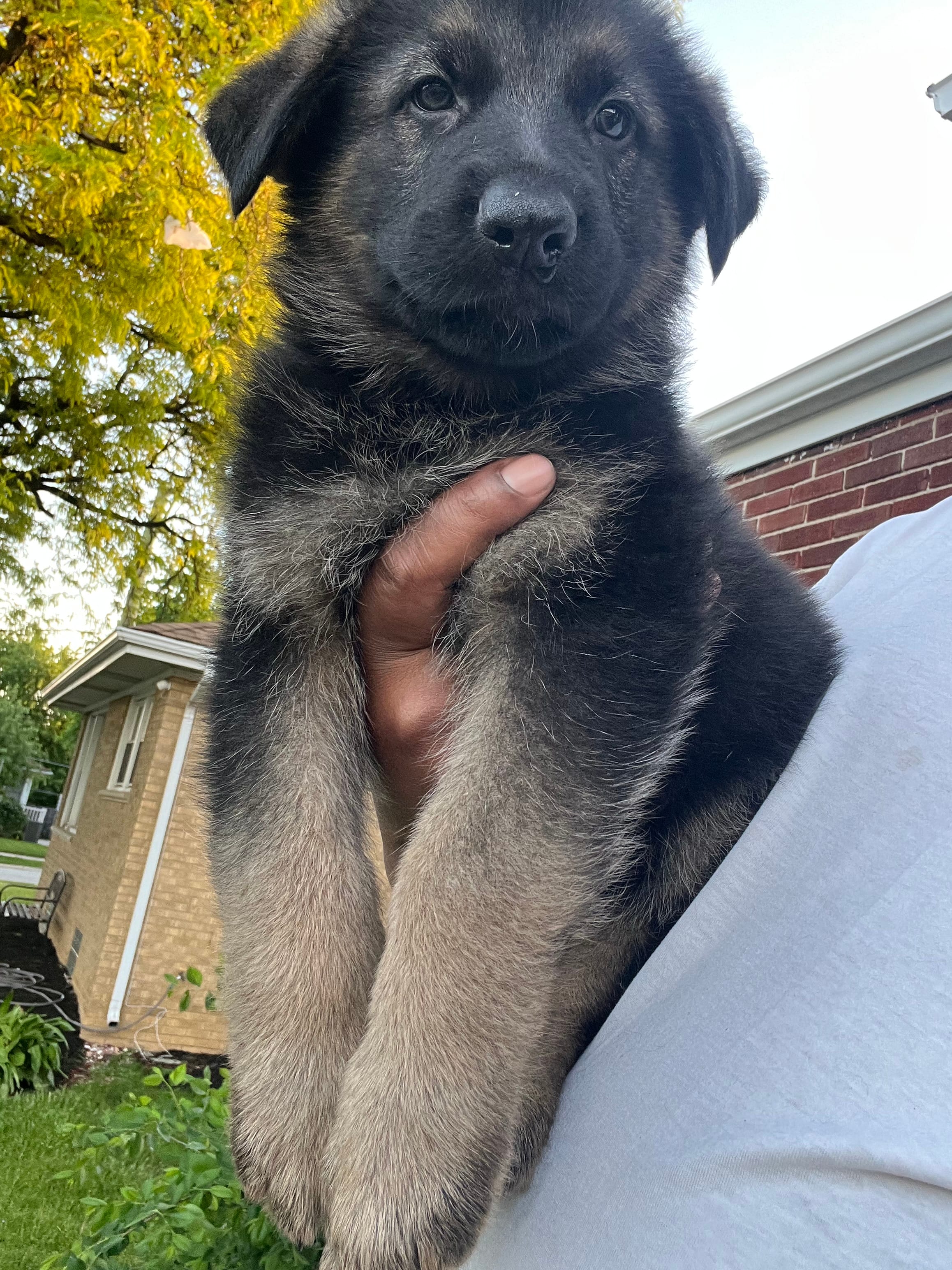 AKC Mr Green – German Shepherd Dog puppy for sale in Berkeley, IL