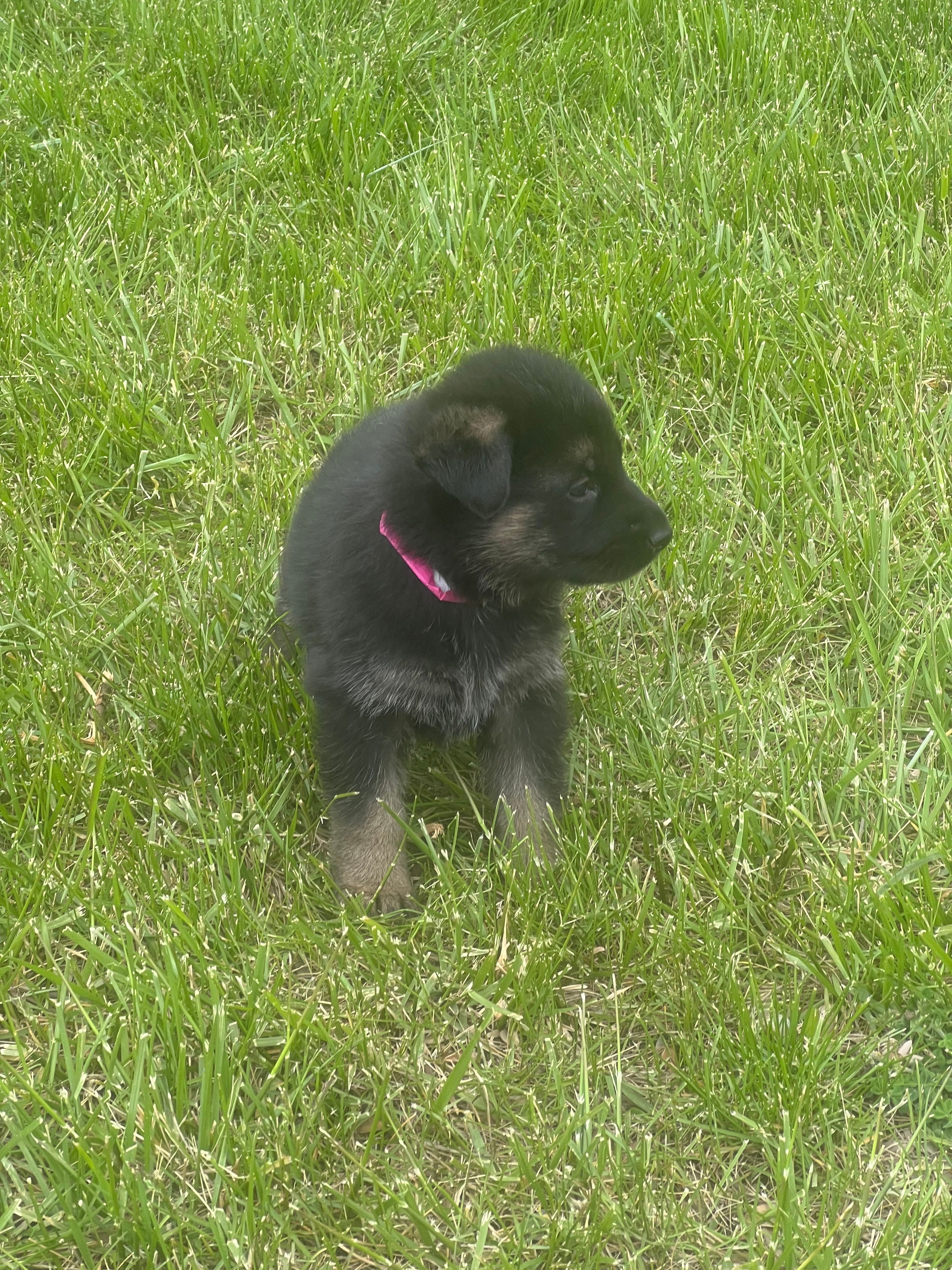 AKC Ms Pinky  – German Shepherd Dog puppy for sale in Berkeley, IL