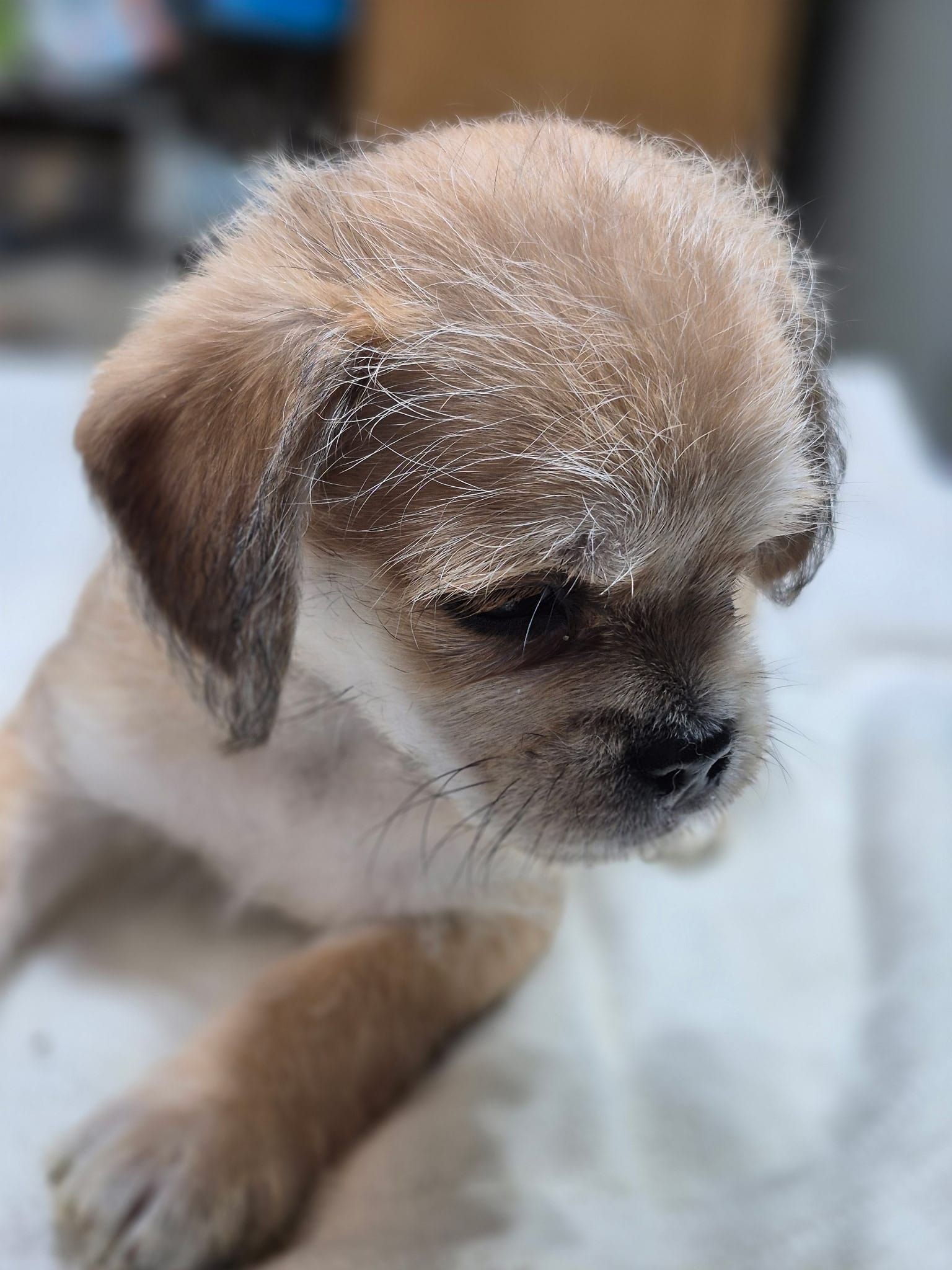 Cash – Pugapoo puppy for sale in Wyoming, MI