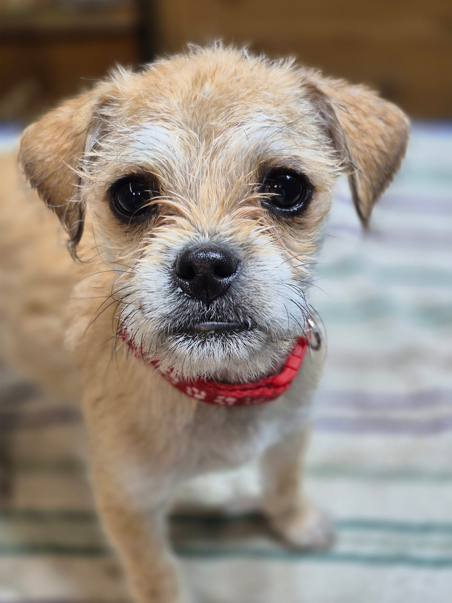 EmmyLu  – Pugapoo puppy for sale in Wyoming, MI