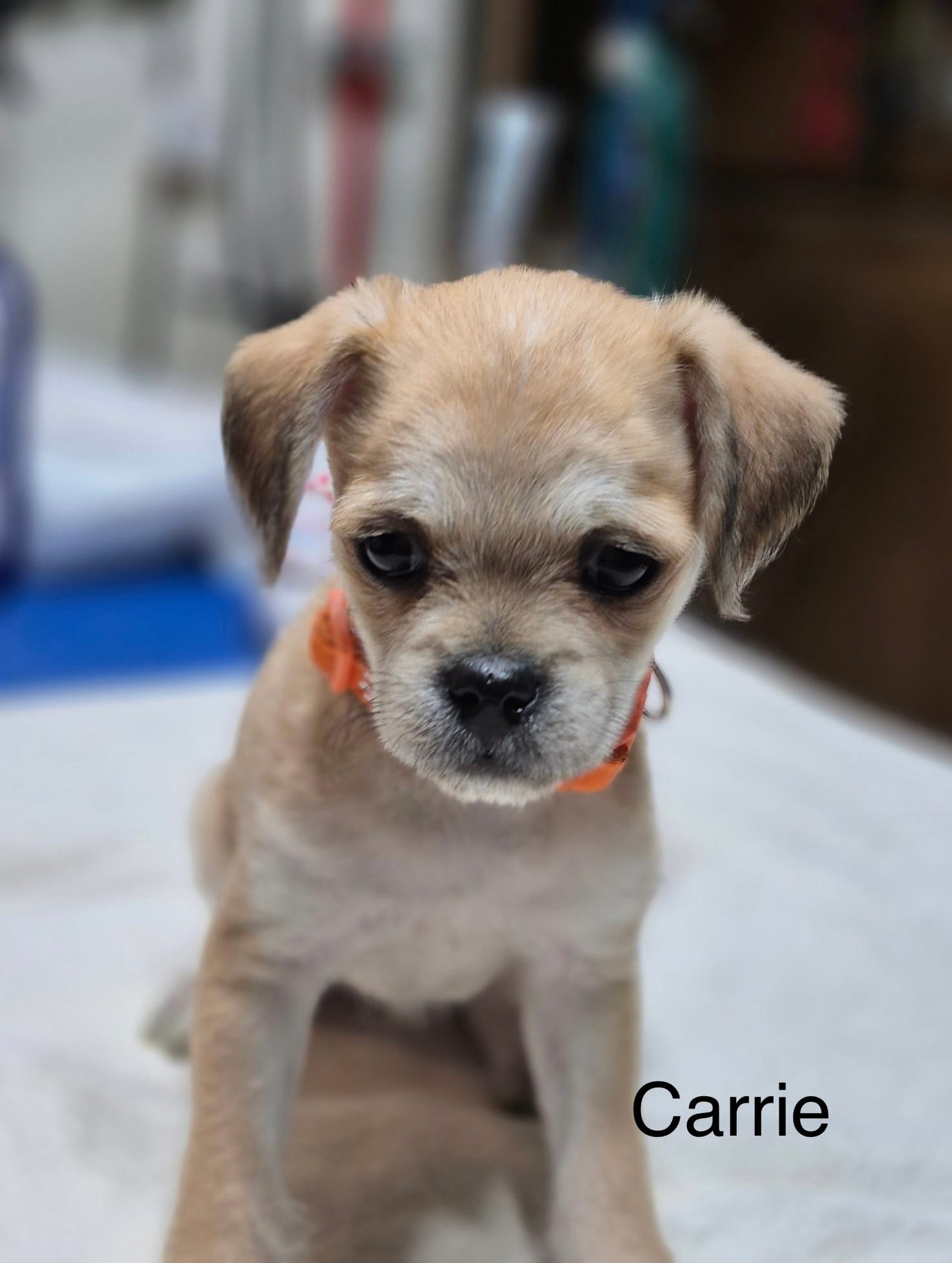 Carrie  – Pugapoo puppy for sale in Wyoming, MI