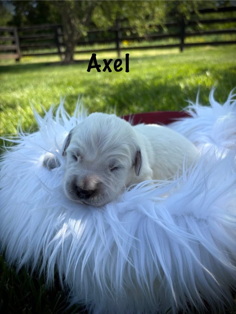 Axel – English Cream Golden Retriever puppy for sale in Franklin, KY