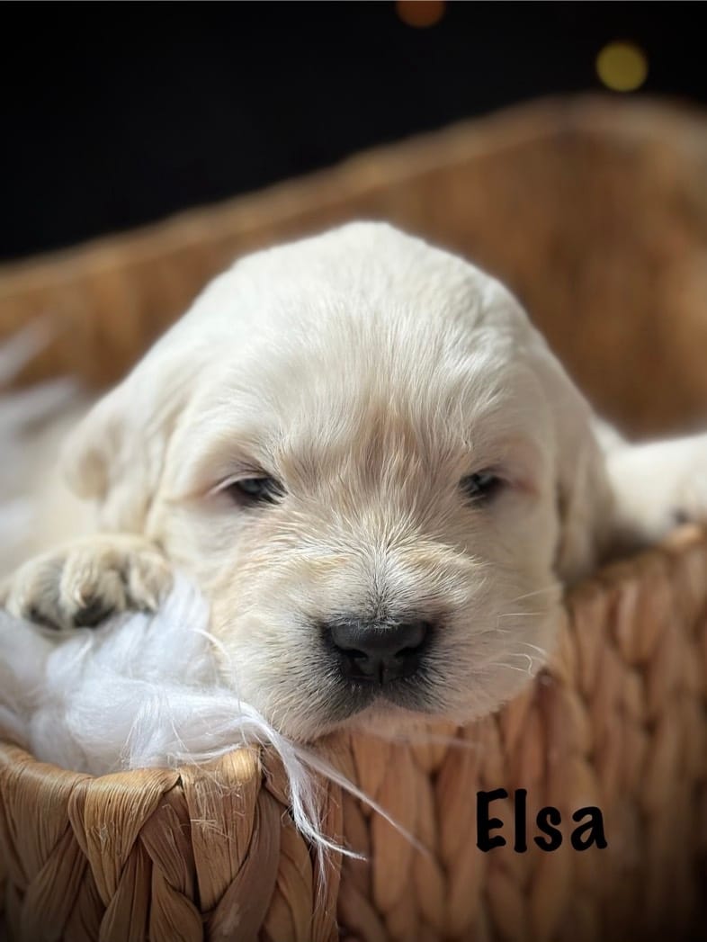 Elsa – English Cream Golden Retriever puppy for sale in Franklin, KY