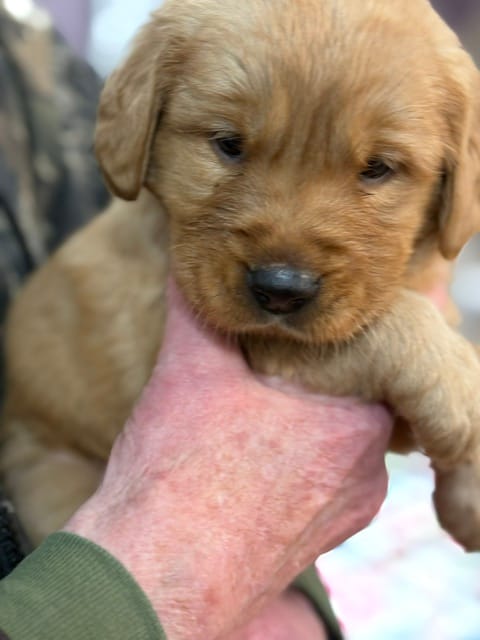 susie – Golden Retriever puppy for sale in Winter, WI
