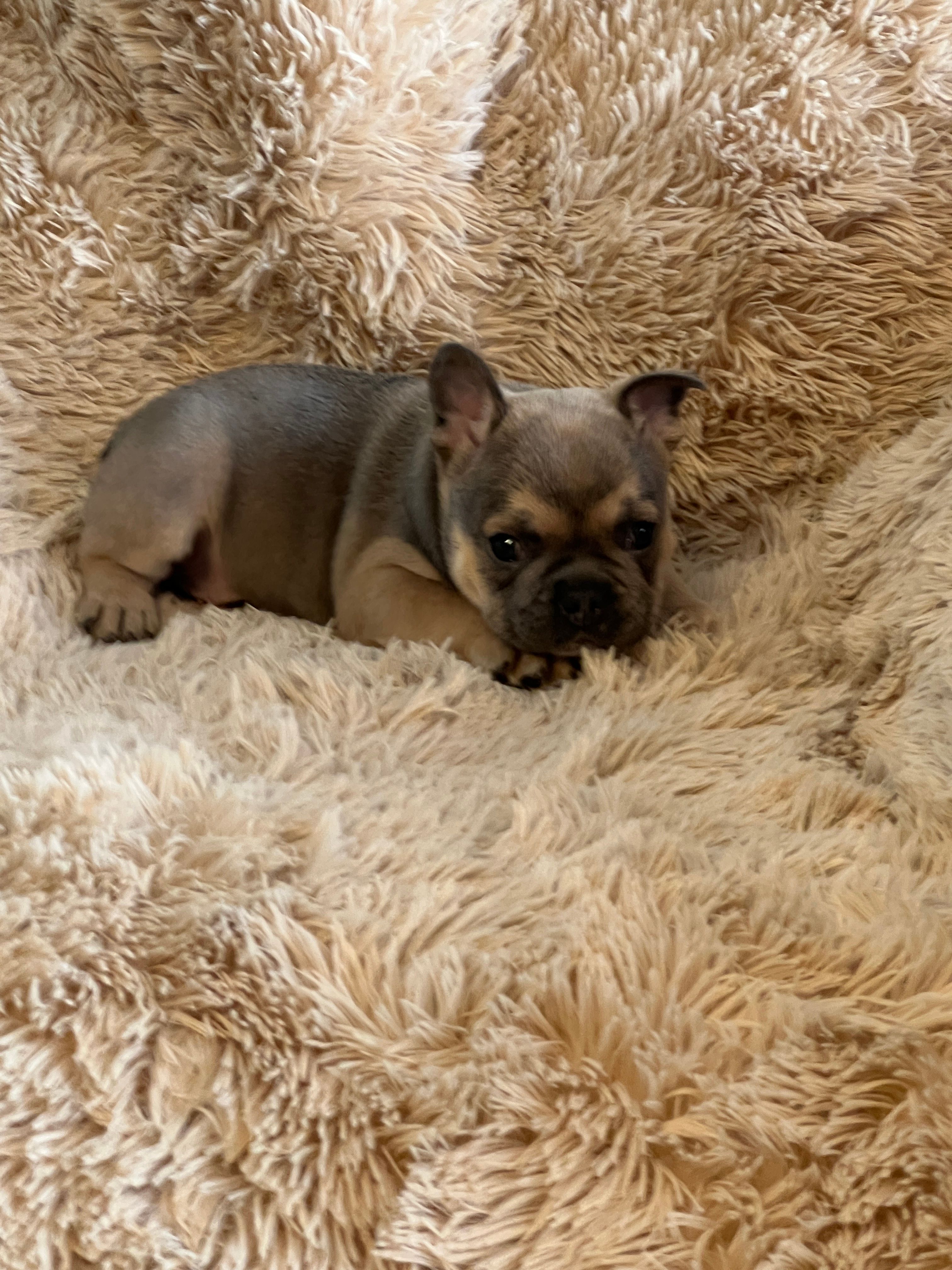 Blue Fawn – French Bulldog puppy for sale in Wauseon, OH