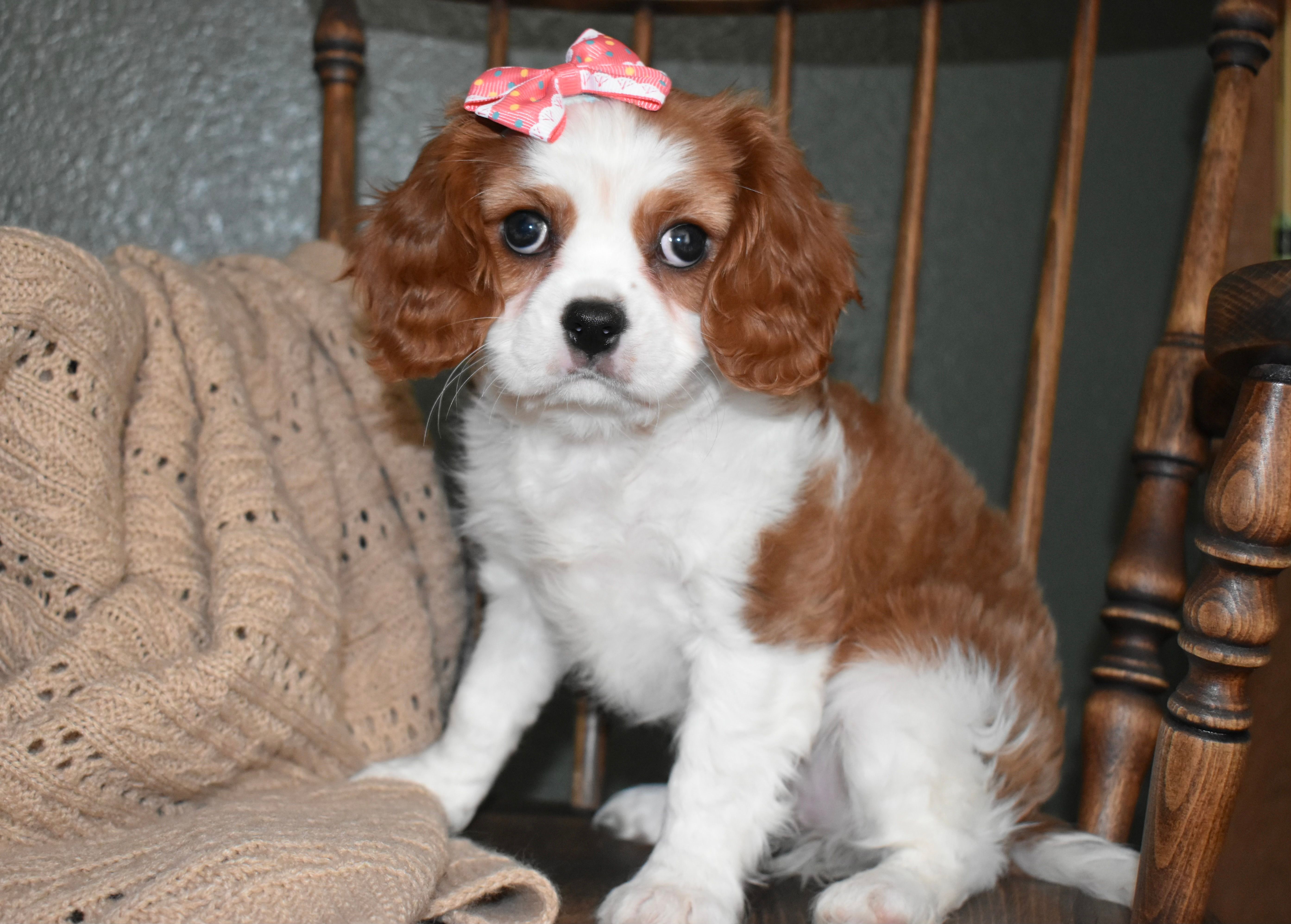 Queenie – Cavalier King Charles Spaniel puppy for sale in Middlebury, IN