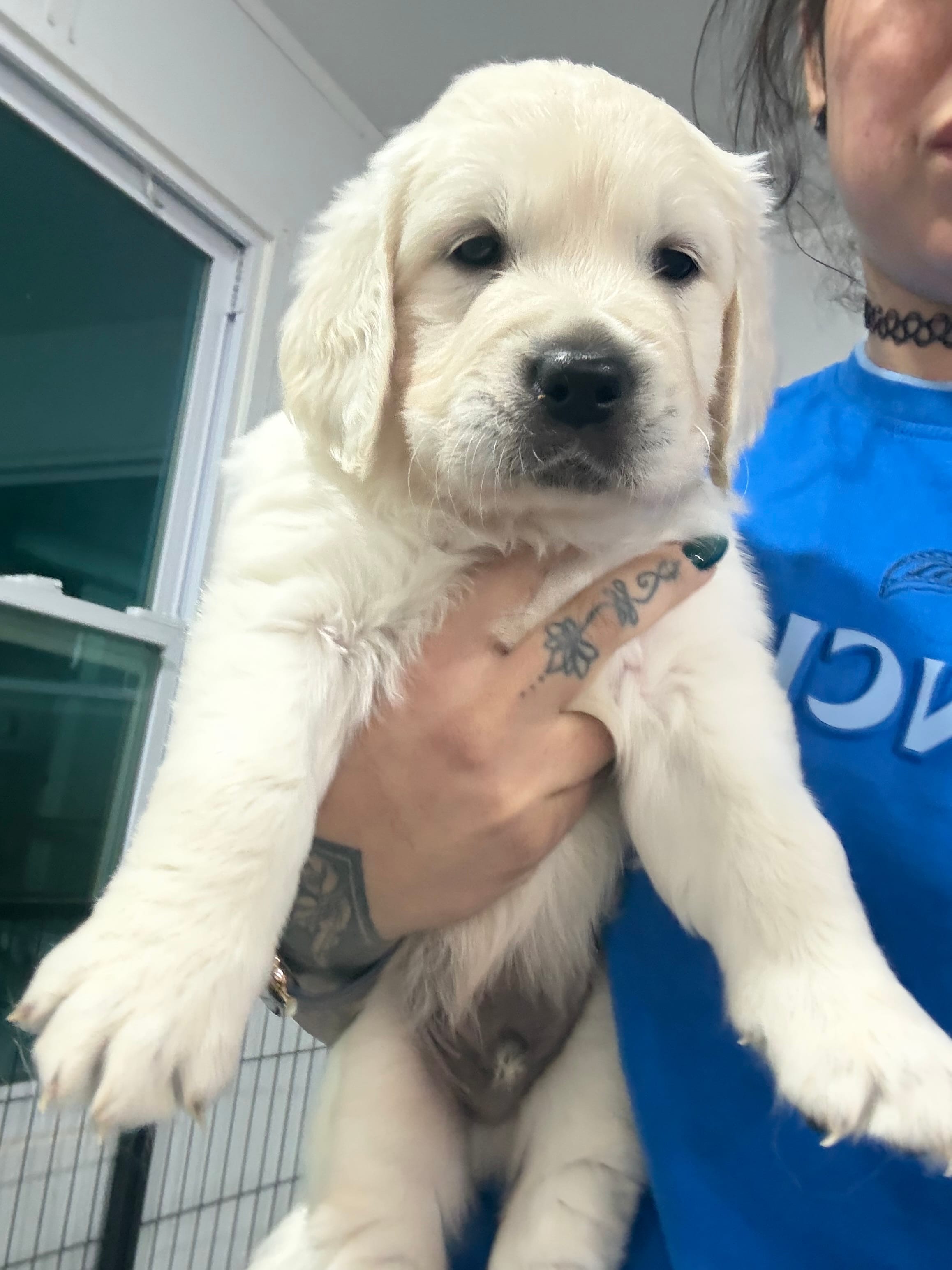 Mr. Yellow AKC parents/OFA/Health tested – English Cream Golden Retriever puppy for sale in Tampa, FL