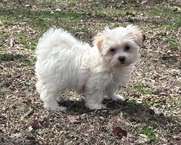 Lil bit – Morkie puppy for sale in Pisgah, AL