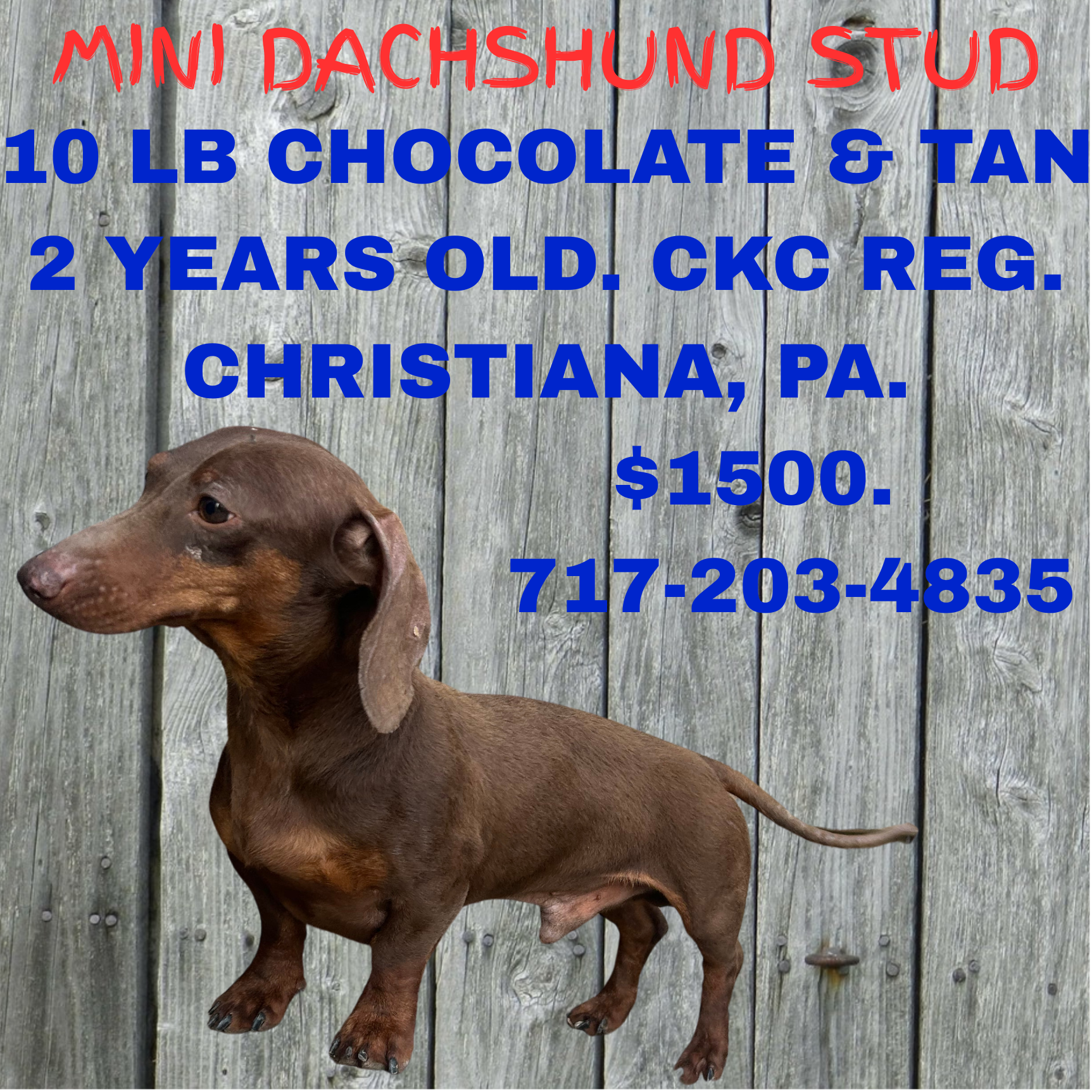 Fudge – Miniature Dachshund puppy for sale in Christiana, PA