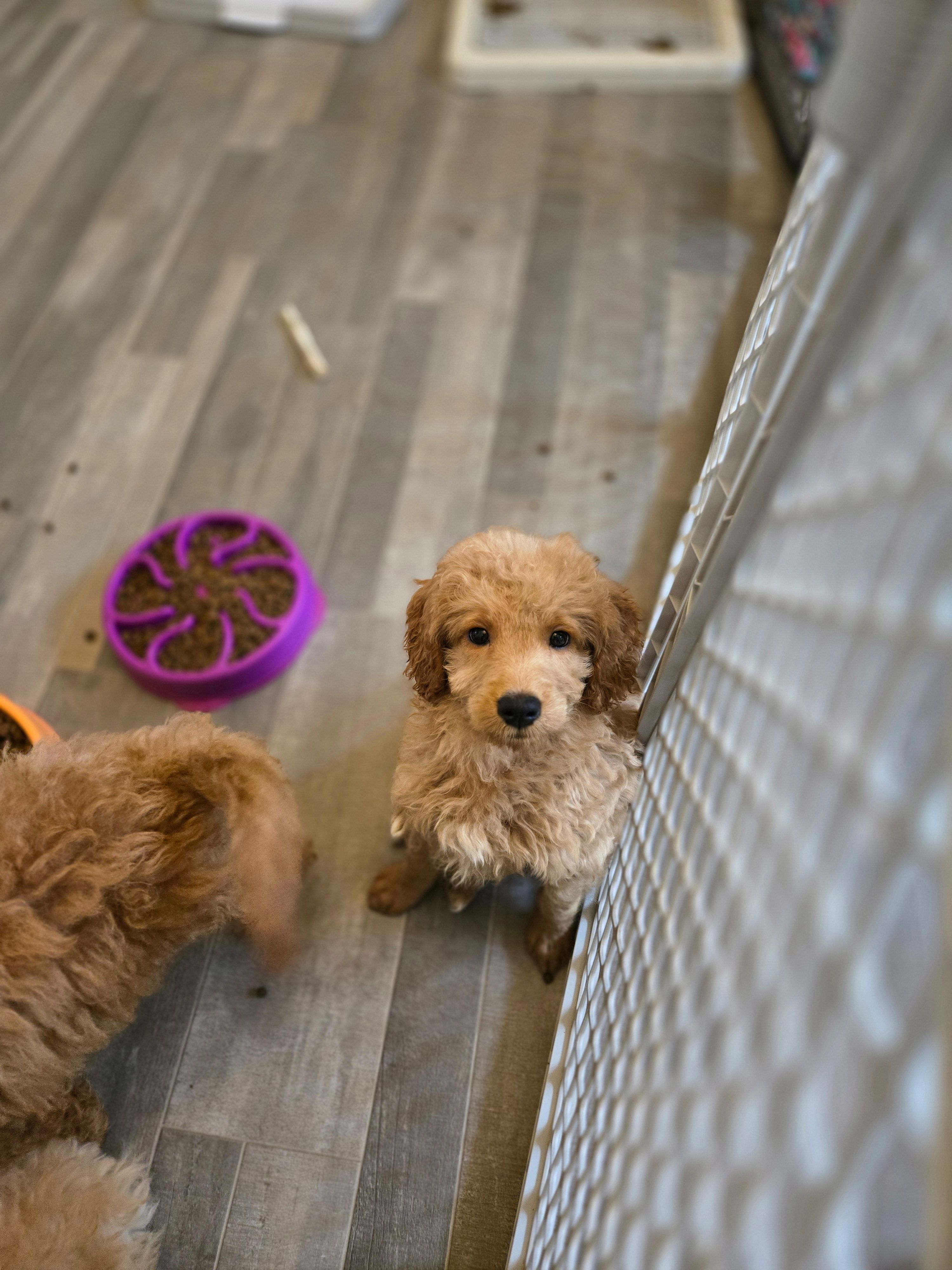Seb – Miniature Goldendoodle puppy for sale in Grand Rapids, MI