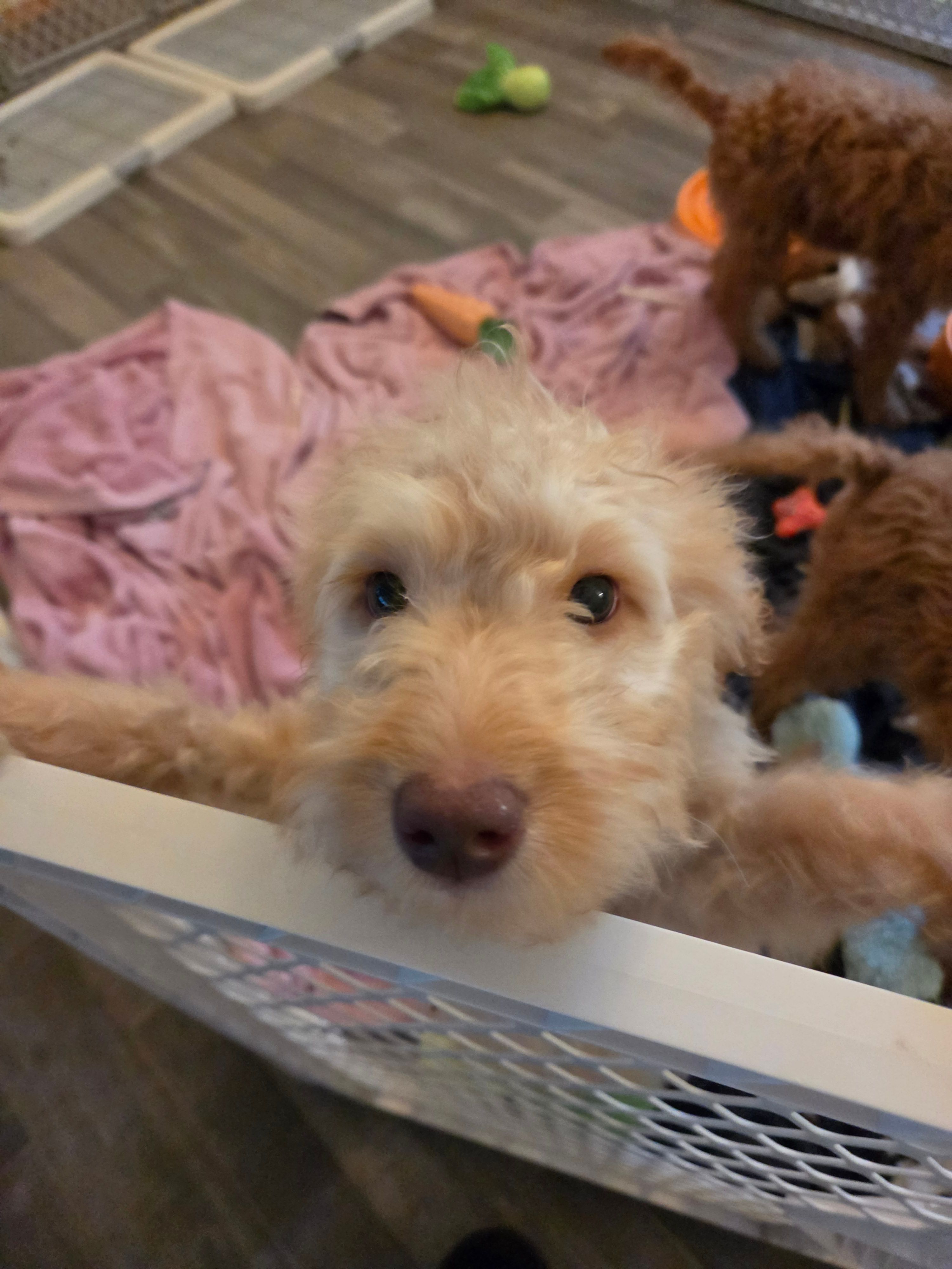 Remmy – Goldendoodle puppy for sale in Grand Rapids, MI