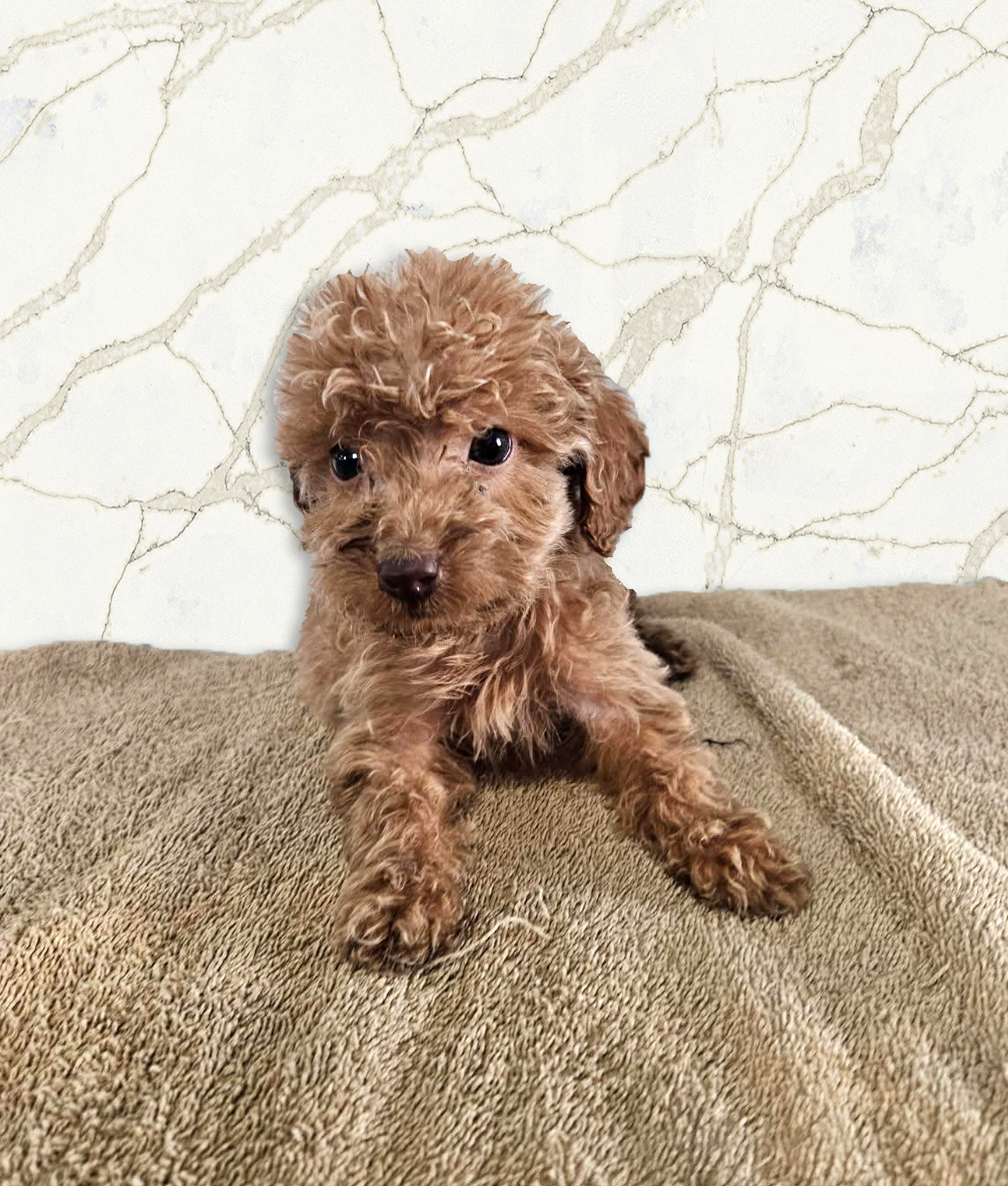 Rebecca – Miniature Goldendoodle puppy for sale in Grand Rapids, MI