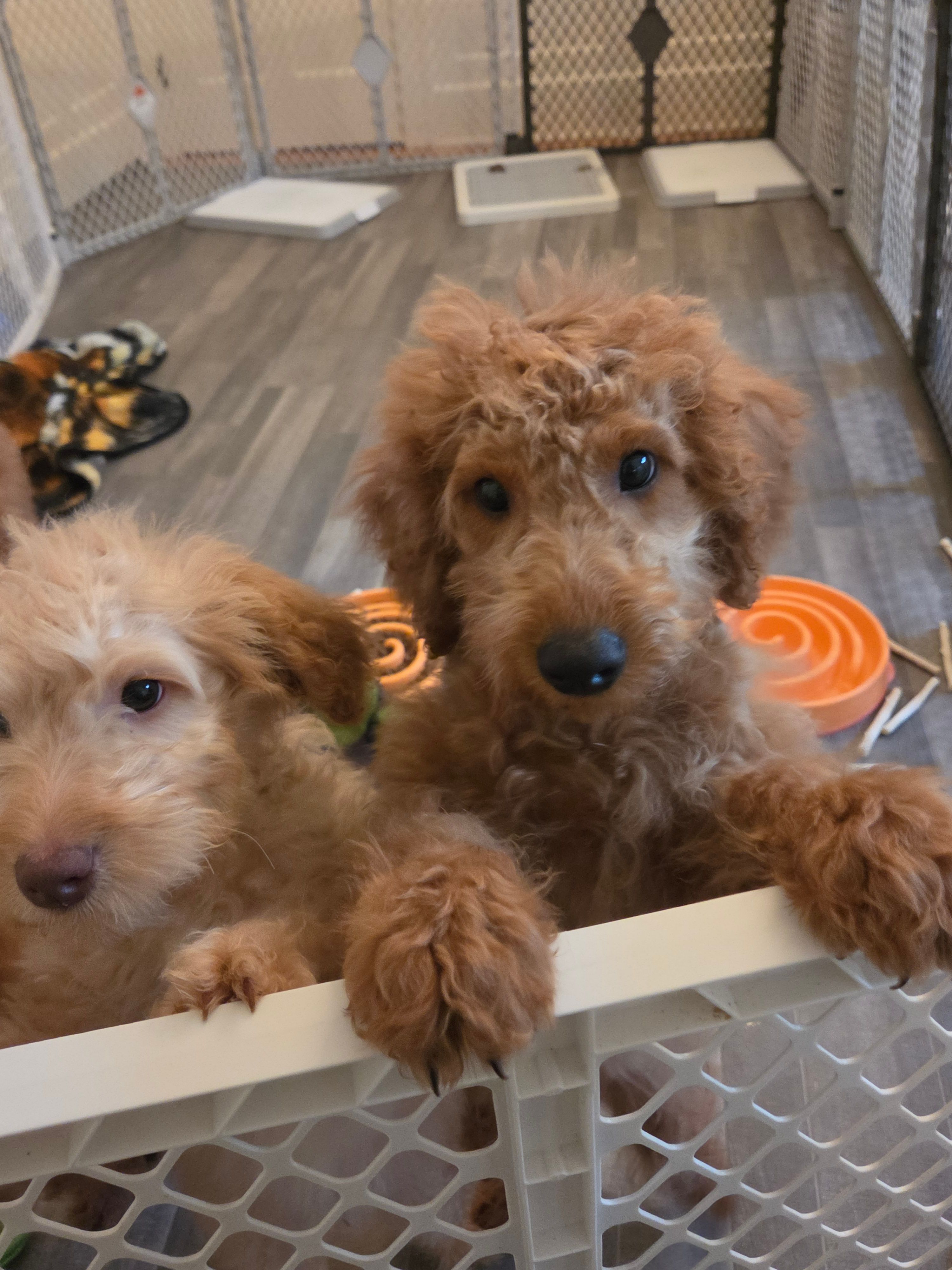 Rorry – Goldendoodle puppy for sale in Grand Rapids, MI