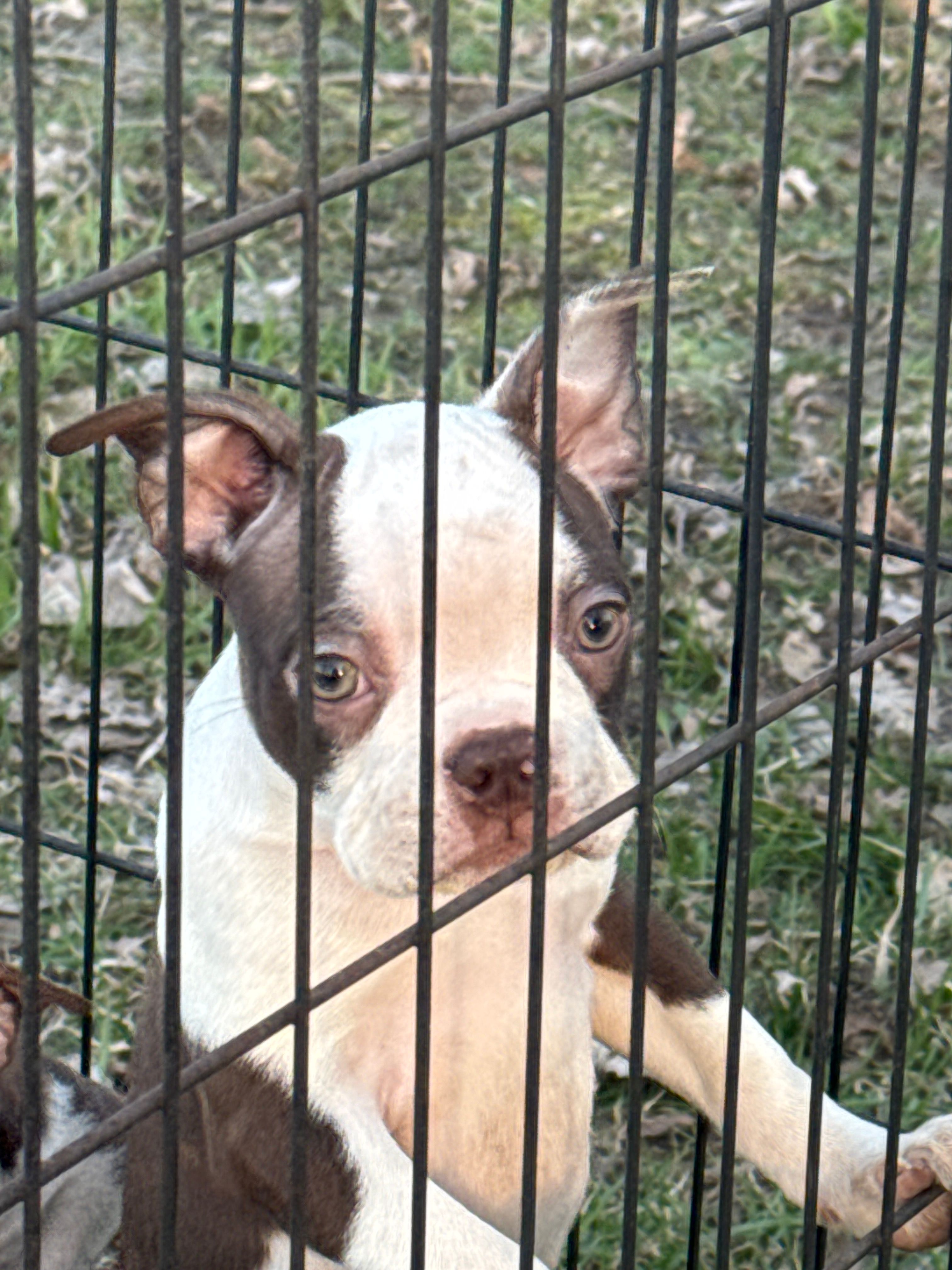 Up to the new owner – Boston Terrier puppy for sale in Dowagiac, MI