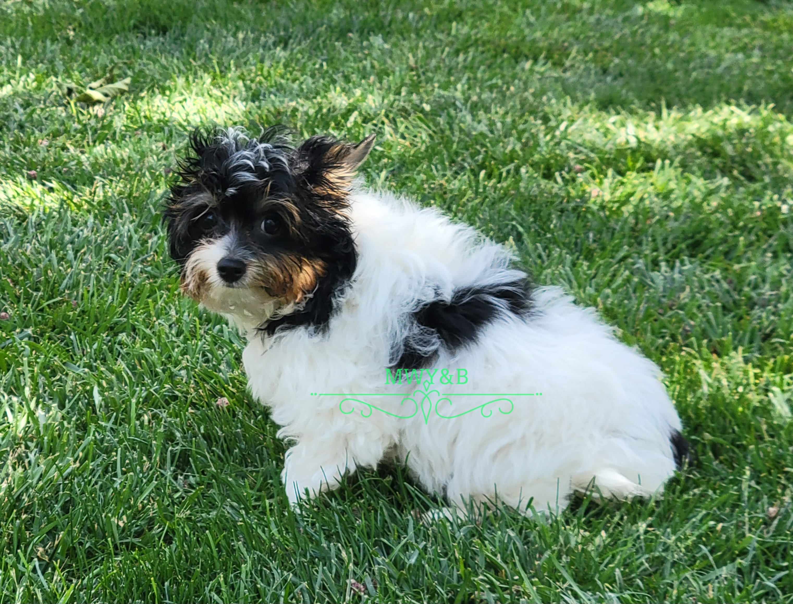 Merle – Yorkshire Terrier puppy for sale in Wichita, KS