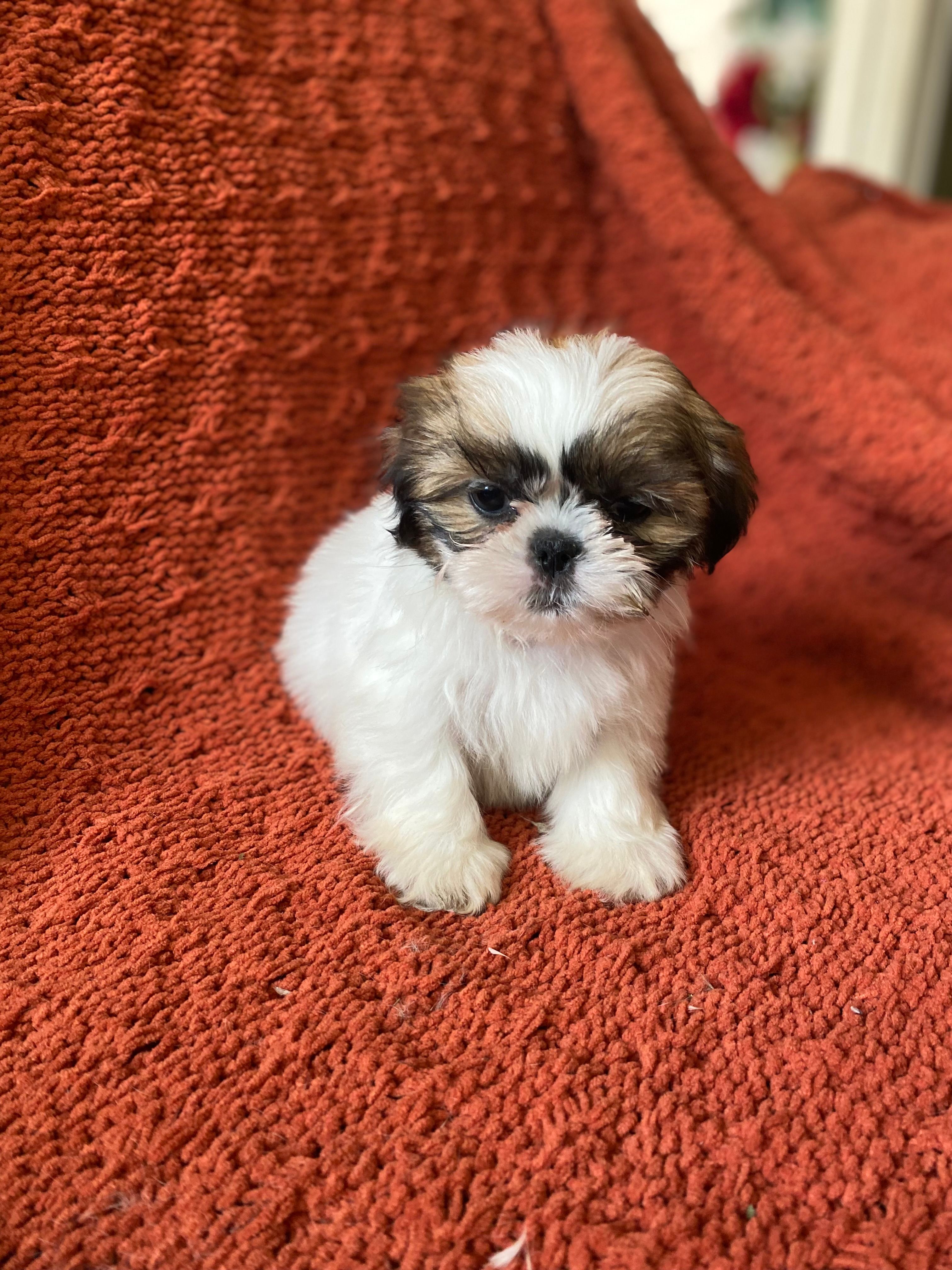 Bubs – Shih Tzu puppy for sale in Los Angeles, CA