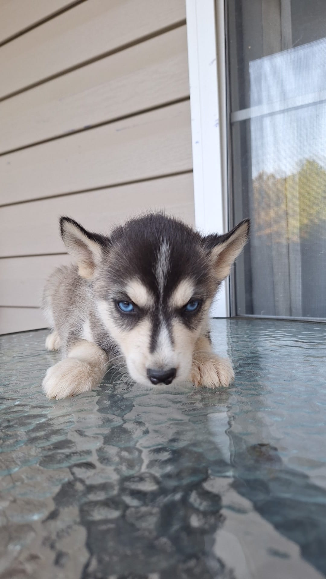 Dj – Siberian Husky puppy for sale in Cullman, AL