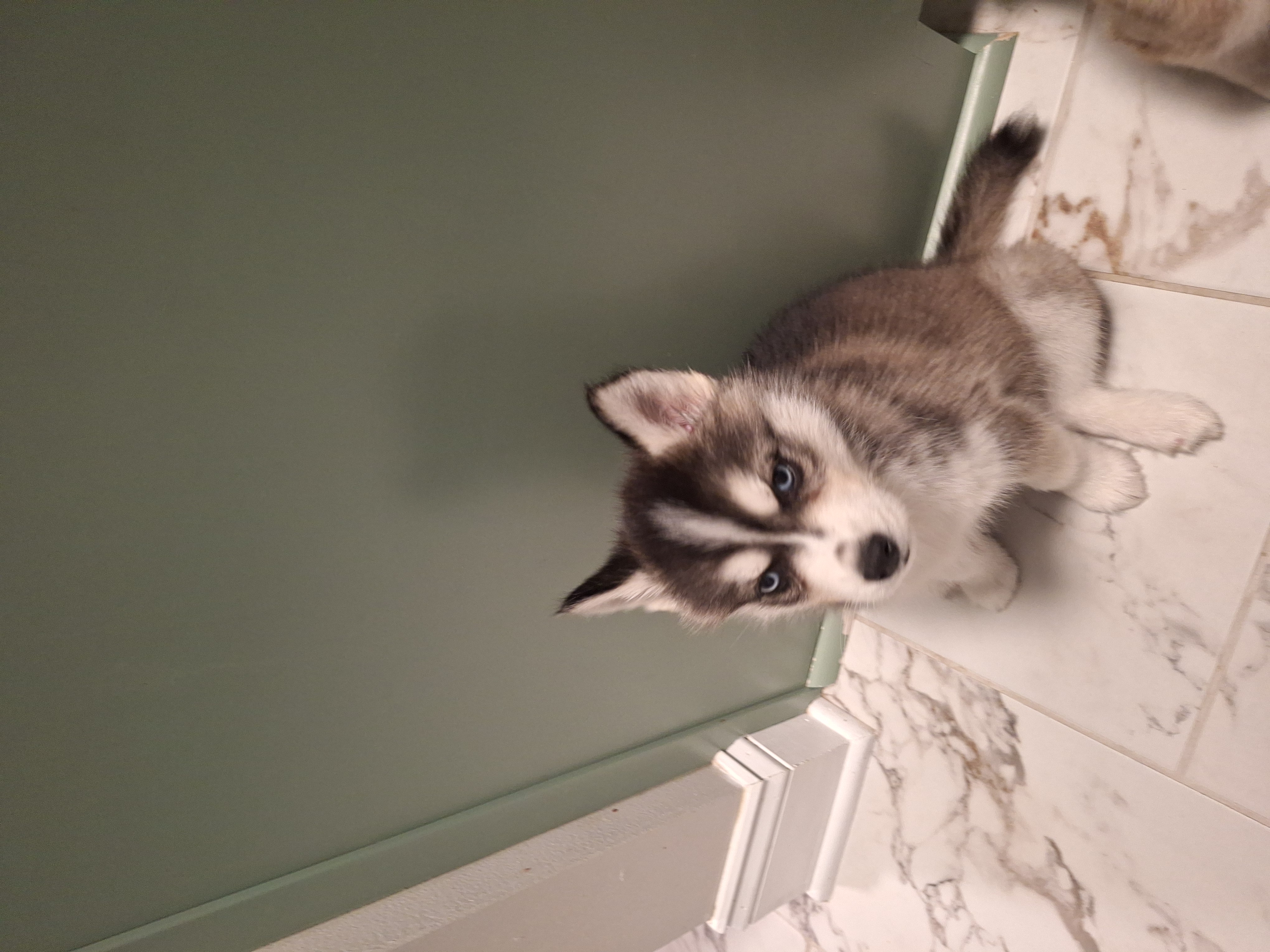 Sky – Siberian Husky puppy for sale in Cullman, AL
