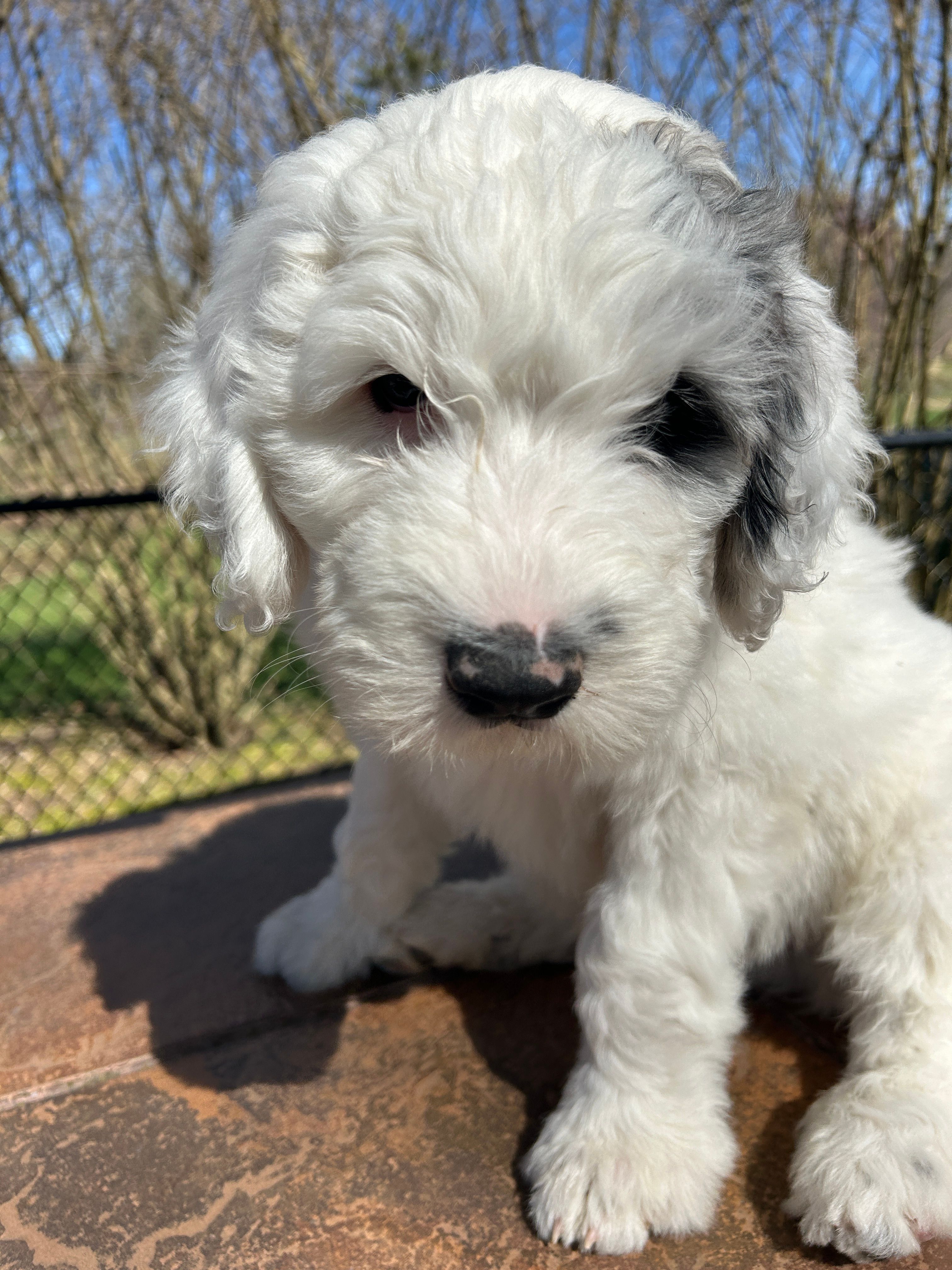 Black collar Boy – Sheepadoodle puppy for sale in Grand Rapids, MI