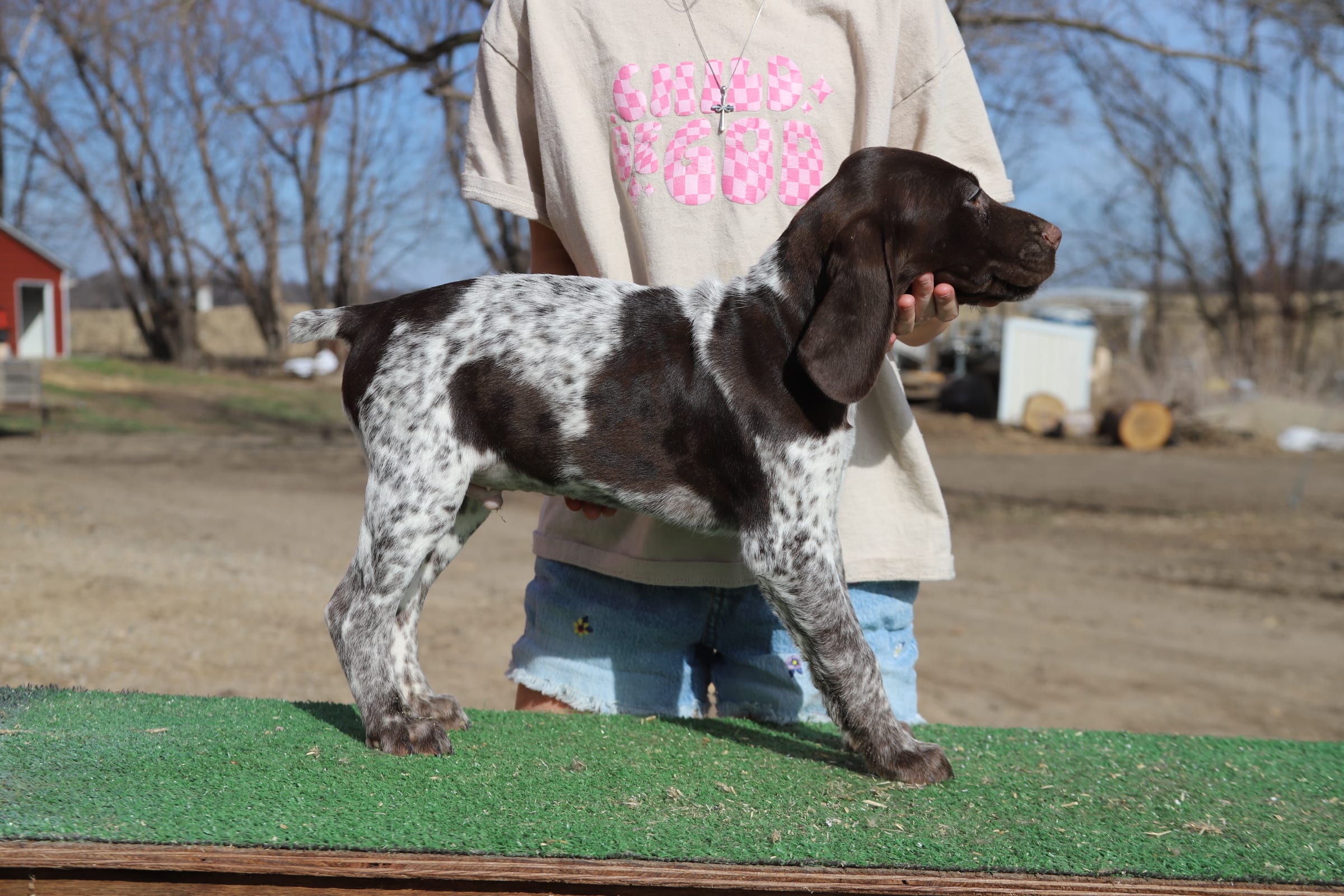 Bebe M3 – German Shorthaired Pointer puppy for sale in Waterville, MN