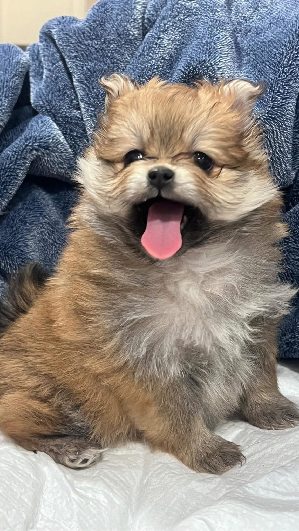 Pomeranian mini – Pomeranian puppy for sale in Phoenix, AZ