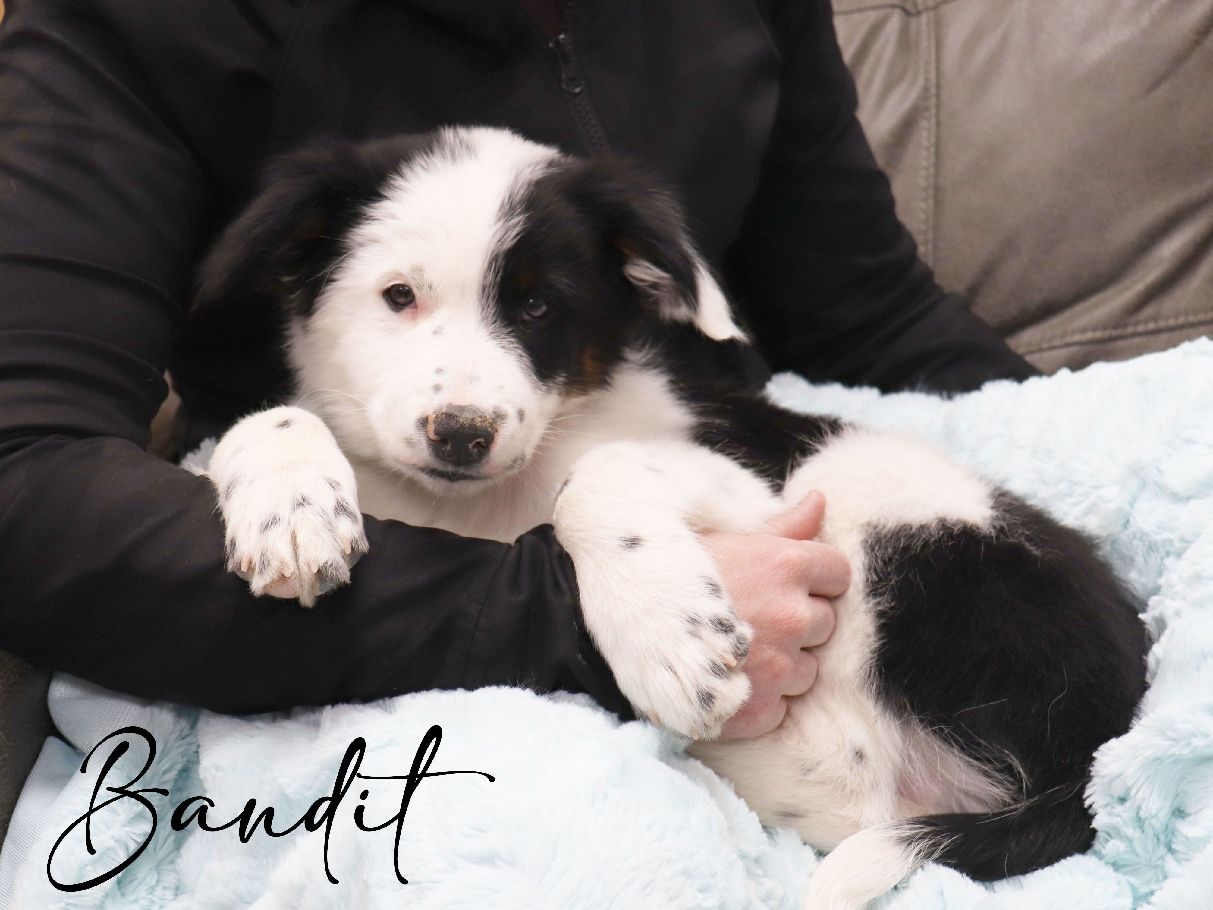 Bandit – Australian Shepherd, Border Collie puppy for sale in Parowan, UT