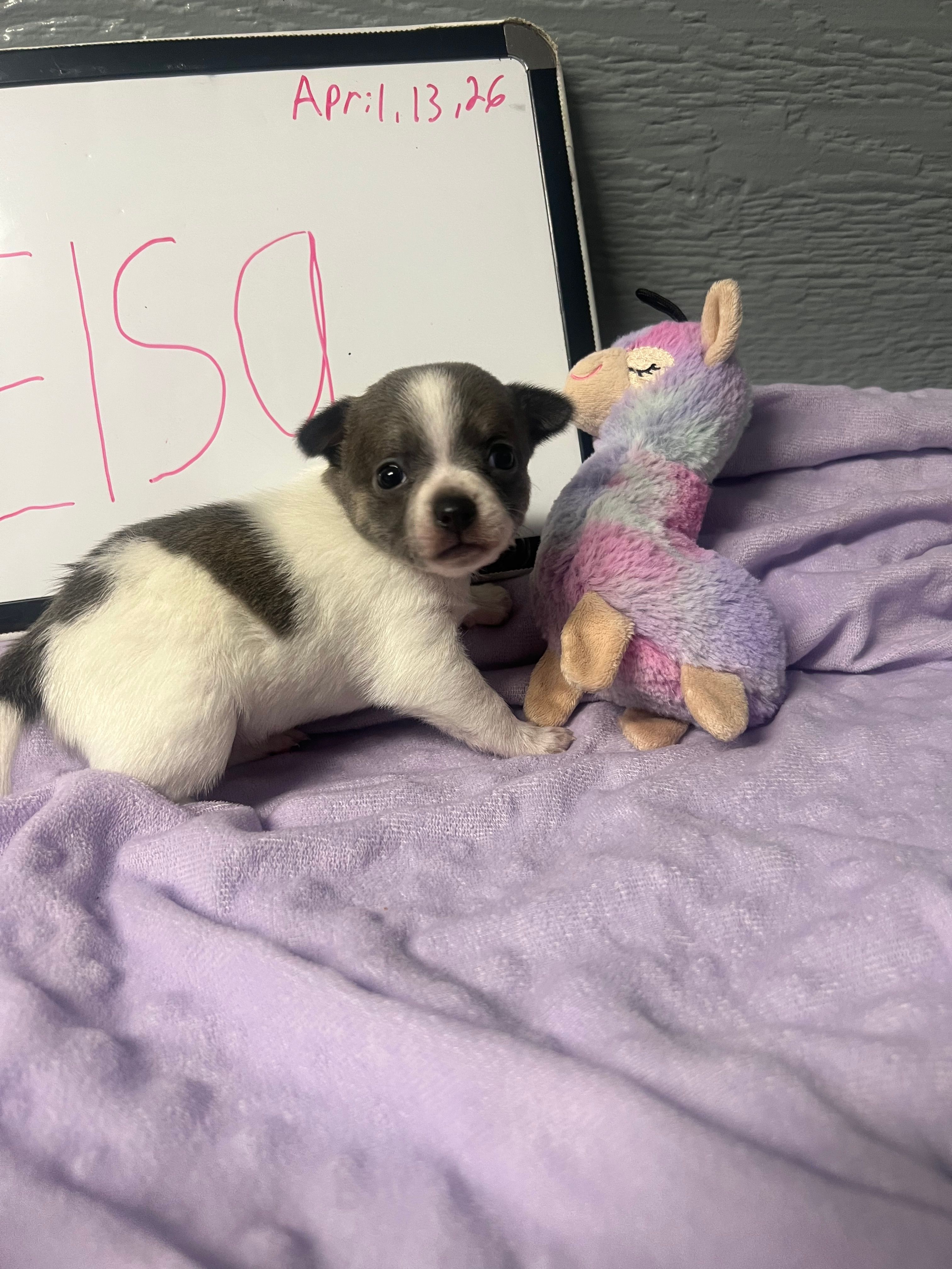 Elsa – Chihuahua puppy for sale in Wellington, CO