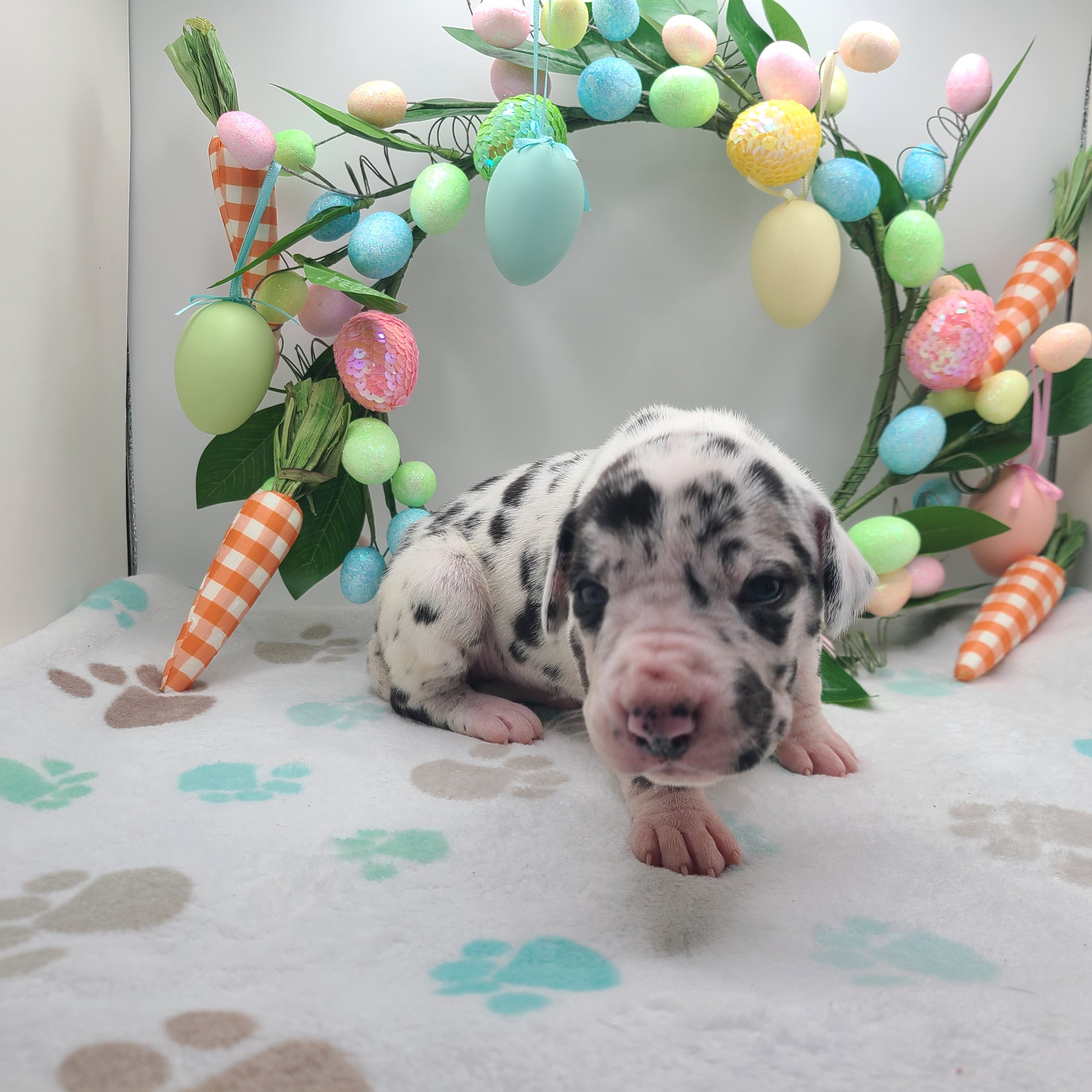 Regina – Great Dane puppy for sale in Kannapolis, NC