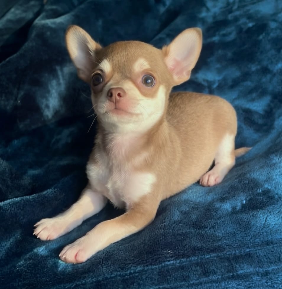 Baby Monkey – Chihuahua puppy for sale in Adamsville, TN
