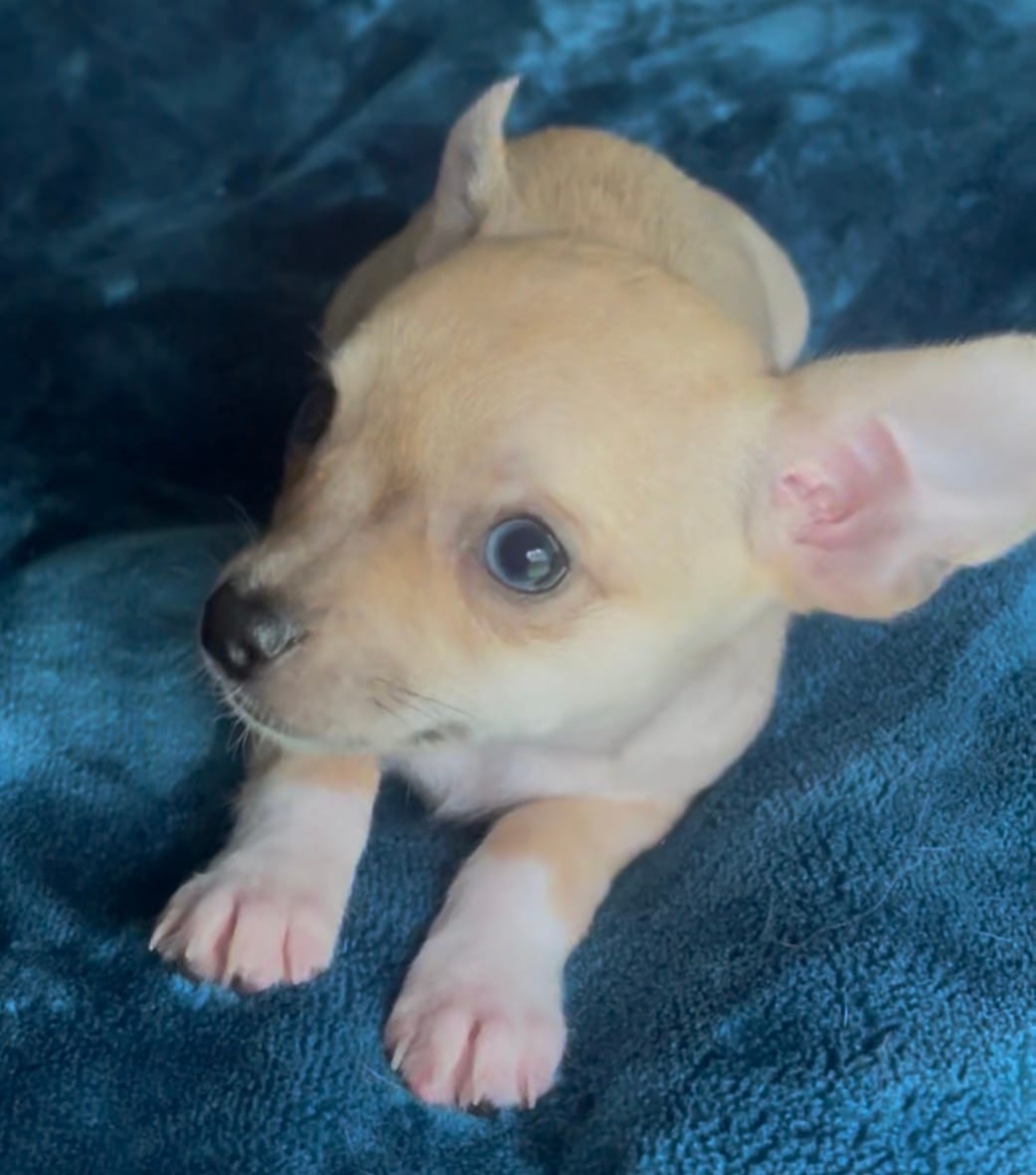 Tiger Lily  – Chihuahua puppy for sale in Adamsville, TN