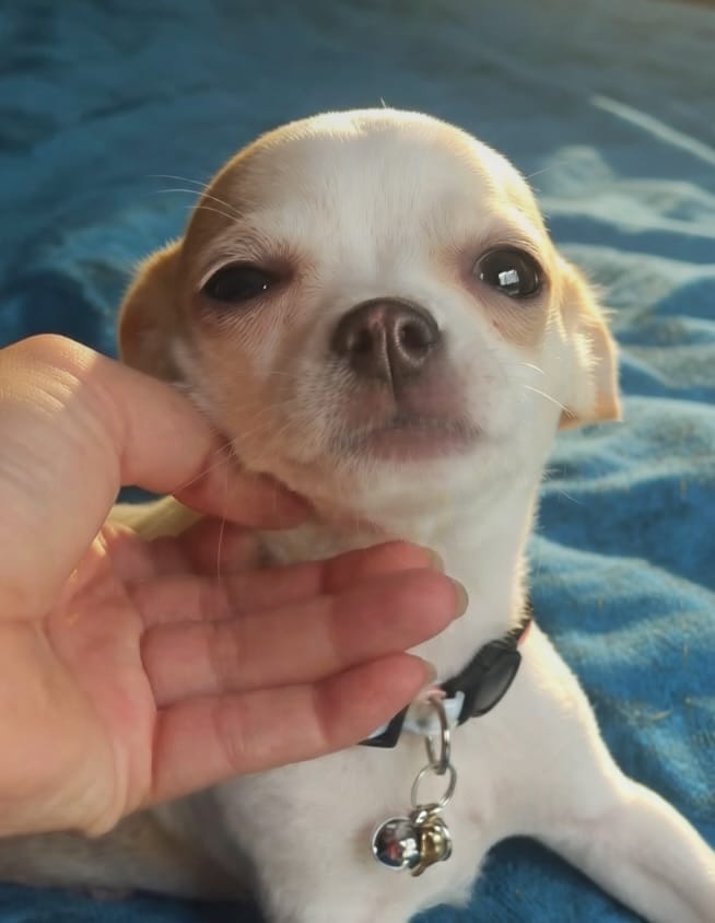 Tiny Marley – Chihuahua puppy for sale in Adamsville, TN