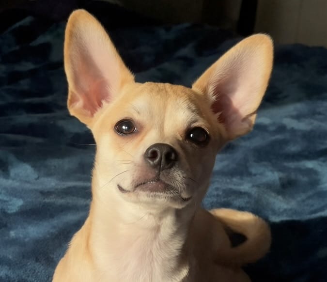 Talking Bow-Wow – Chihuahua puppy for sale in Adamsville, TN