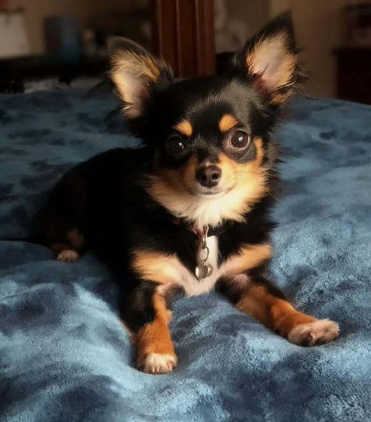 Baby Charlotte  – Chihuahua puppy for sale in Adamsville, TN