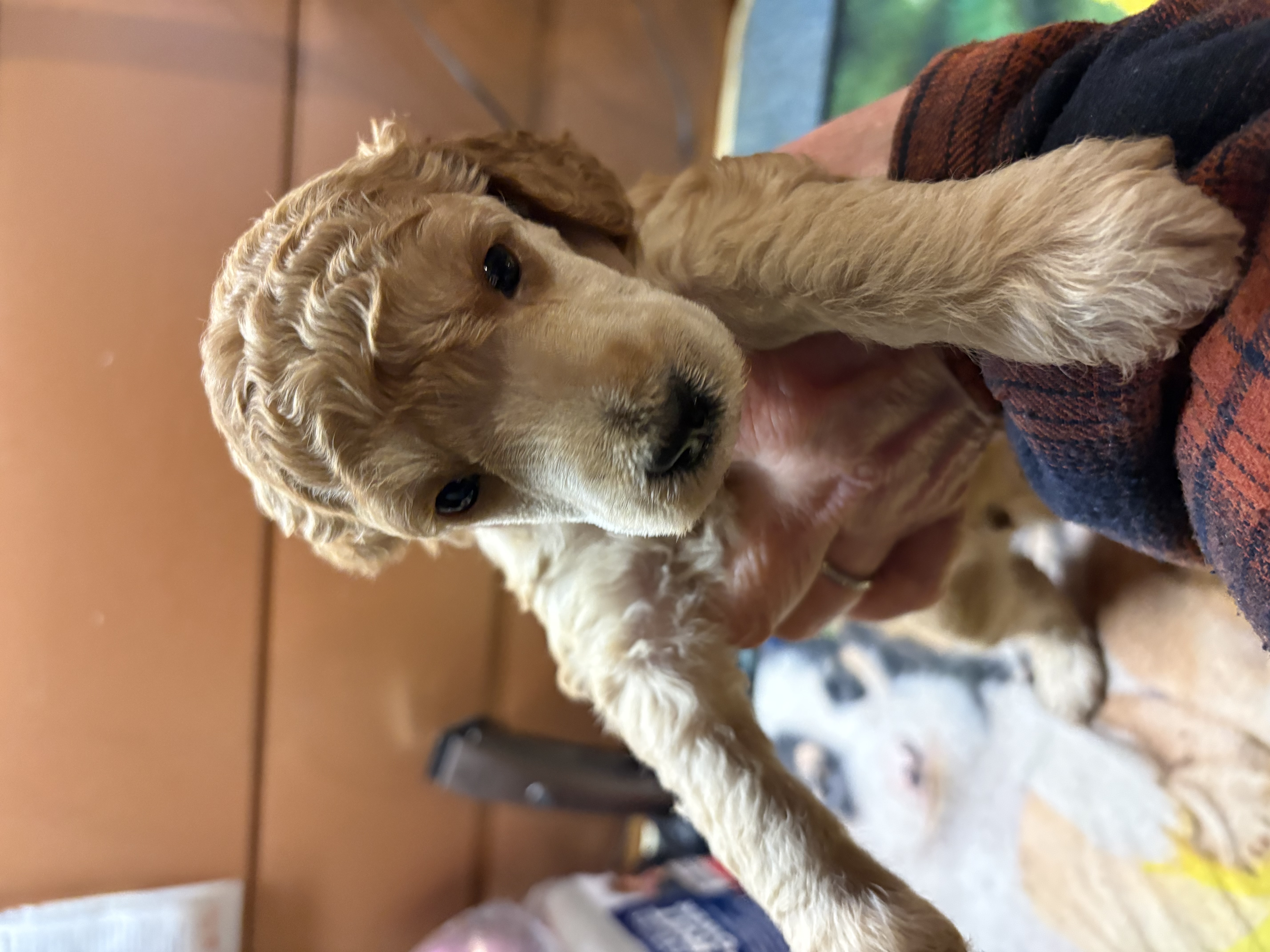 Walter – Poodle - Miniature  puppy for sale in Pine City, MN
