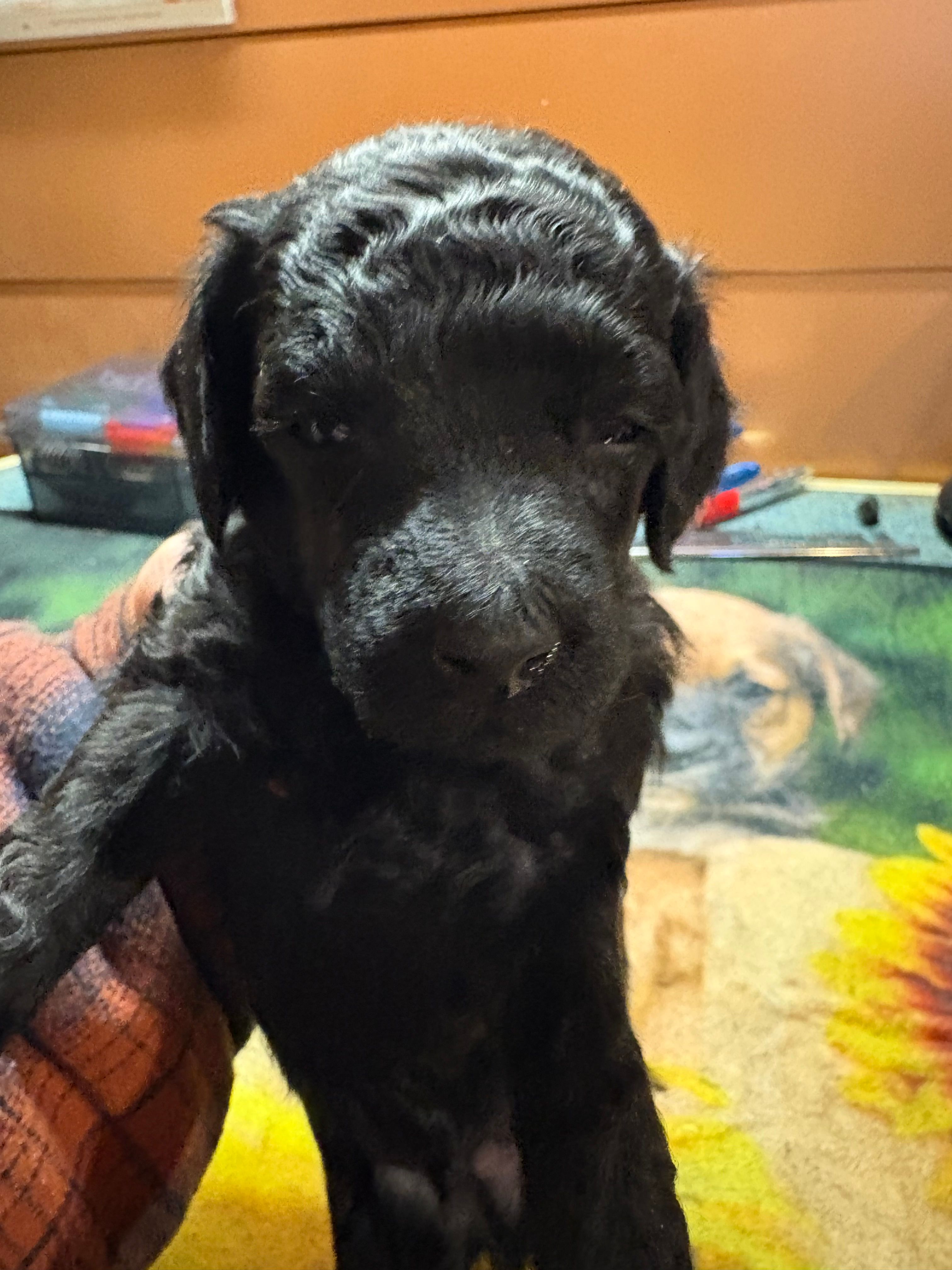 Festus – Poodle - Miniature  puppy for sale in Pine City, MN