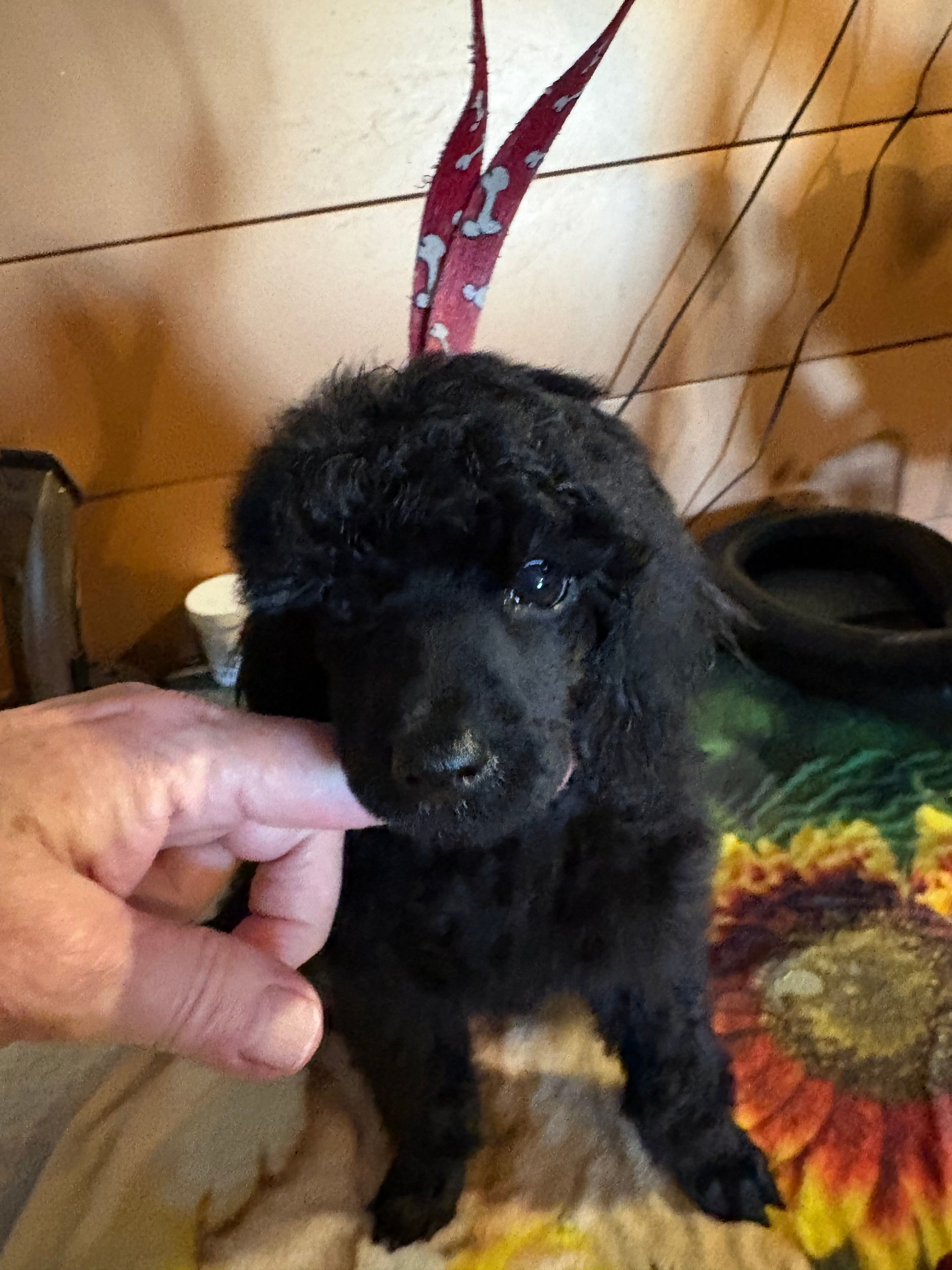 Festus – Poodle - Miniature  puppy for sale in Pine City, MN