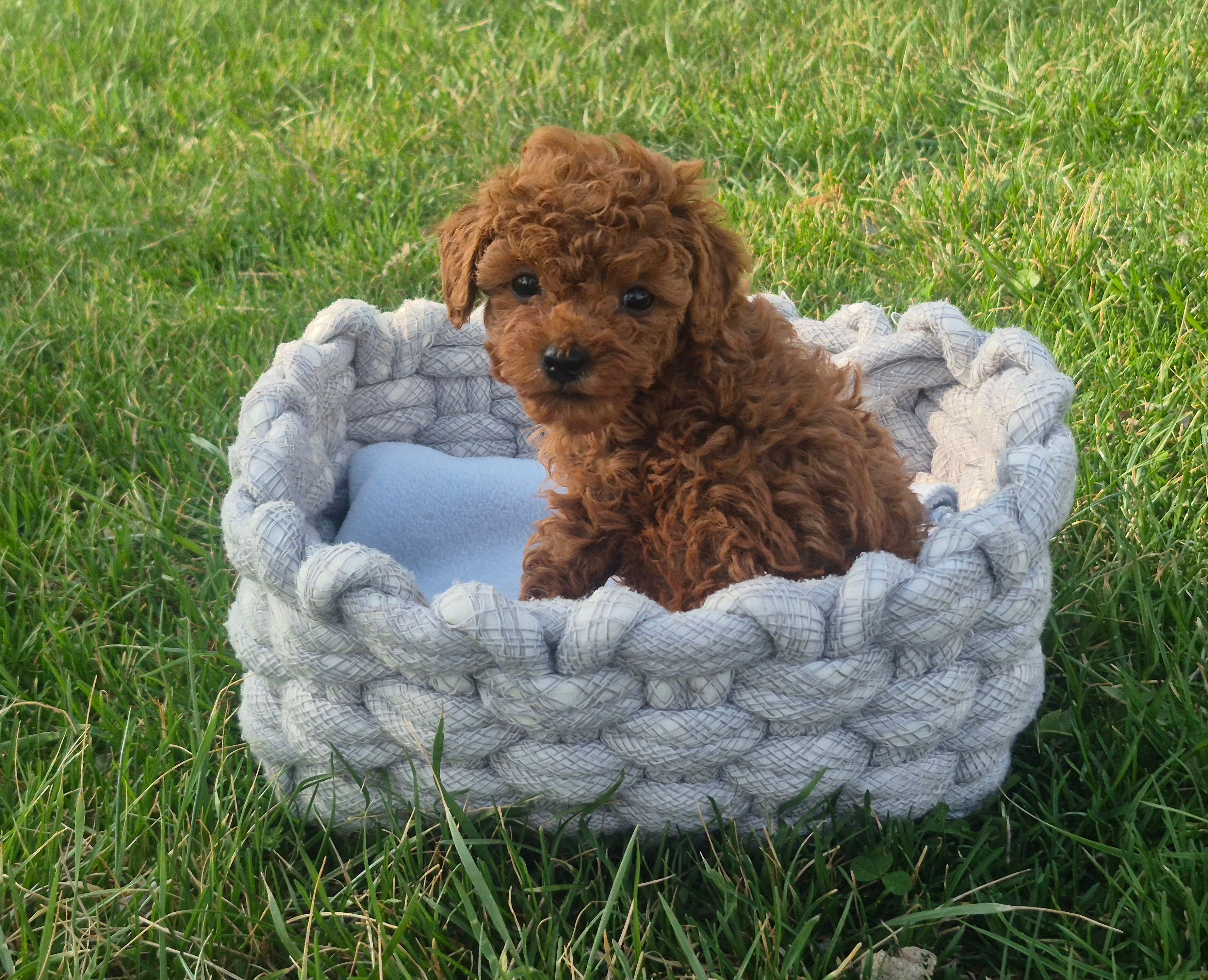 Teddy – Poodle - Toy  puppy for sale in Hurdland, MO