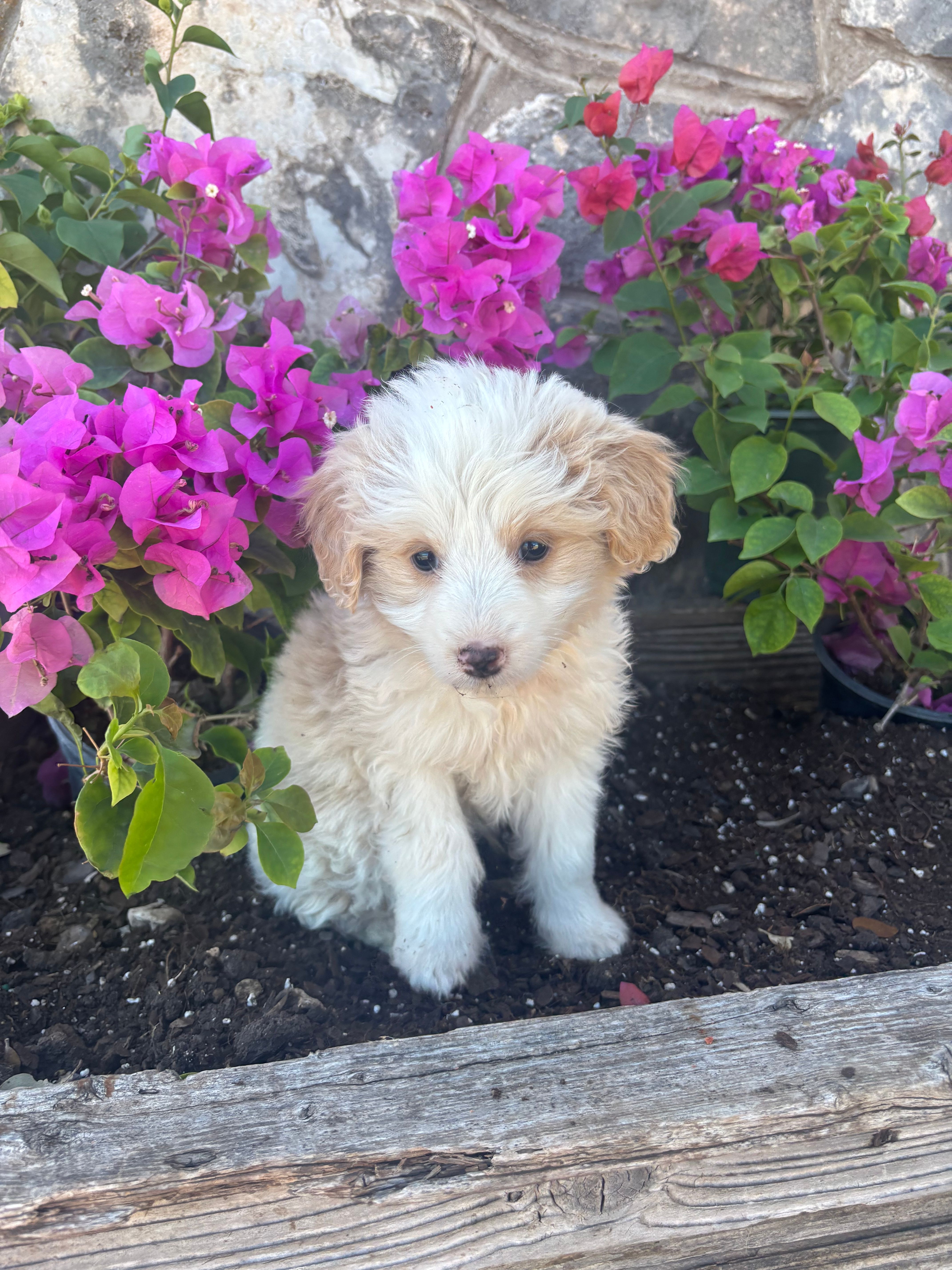 Flashy Male Aussie Doodle  – Aussiedoodle puppy for sale in San Angelo, TX