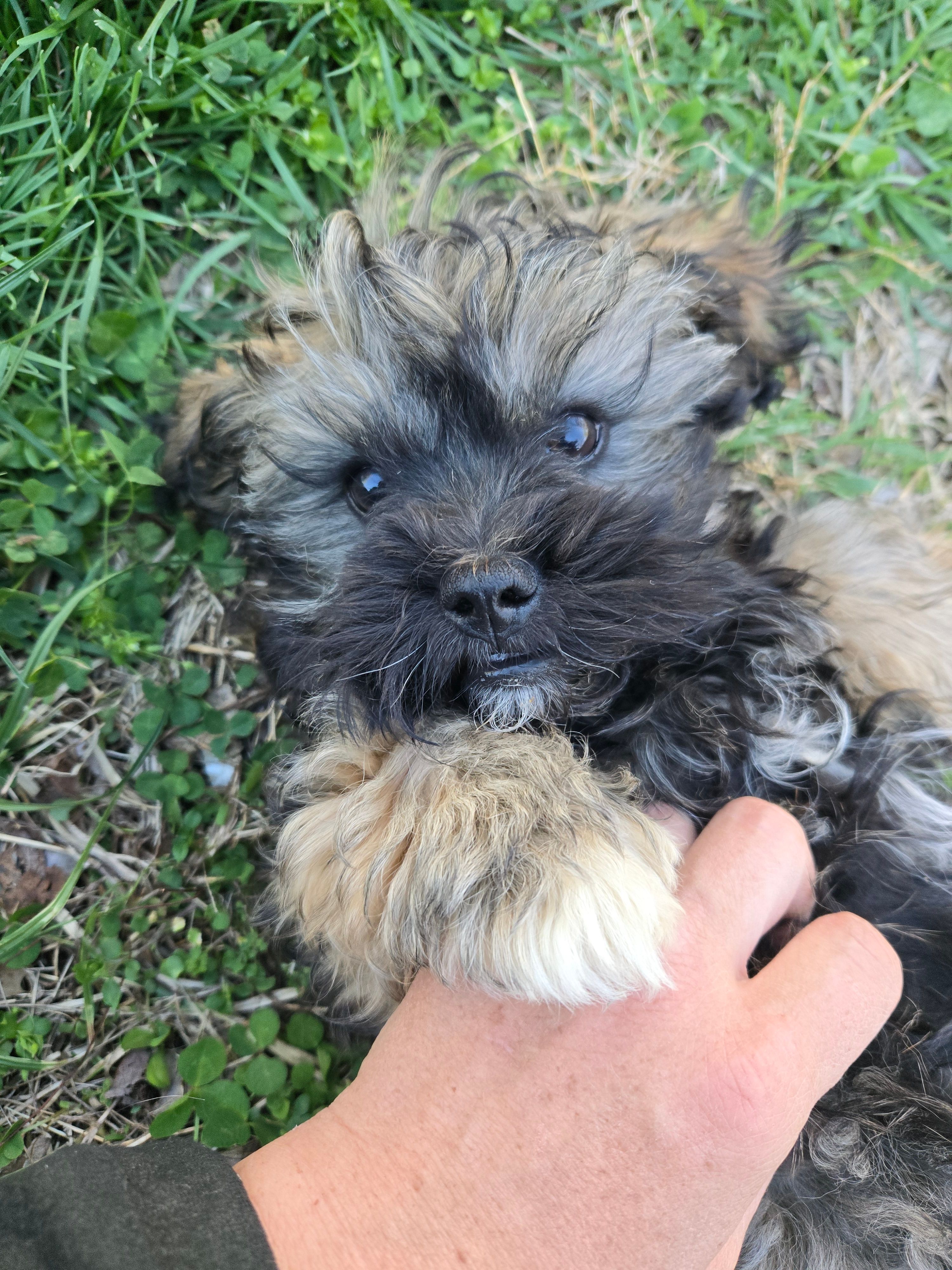 Oscar – Shihpoo puppy for sale in Higbee, MO