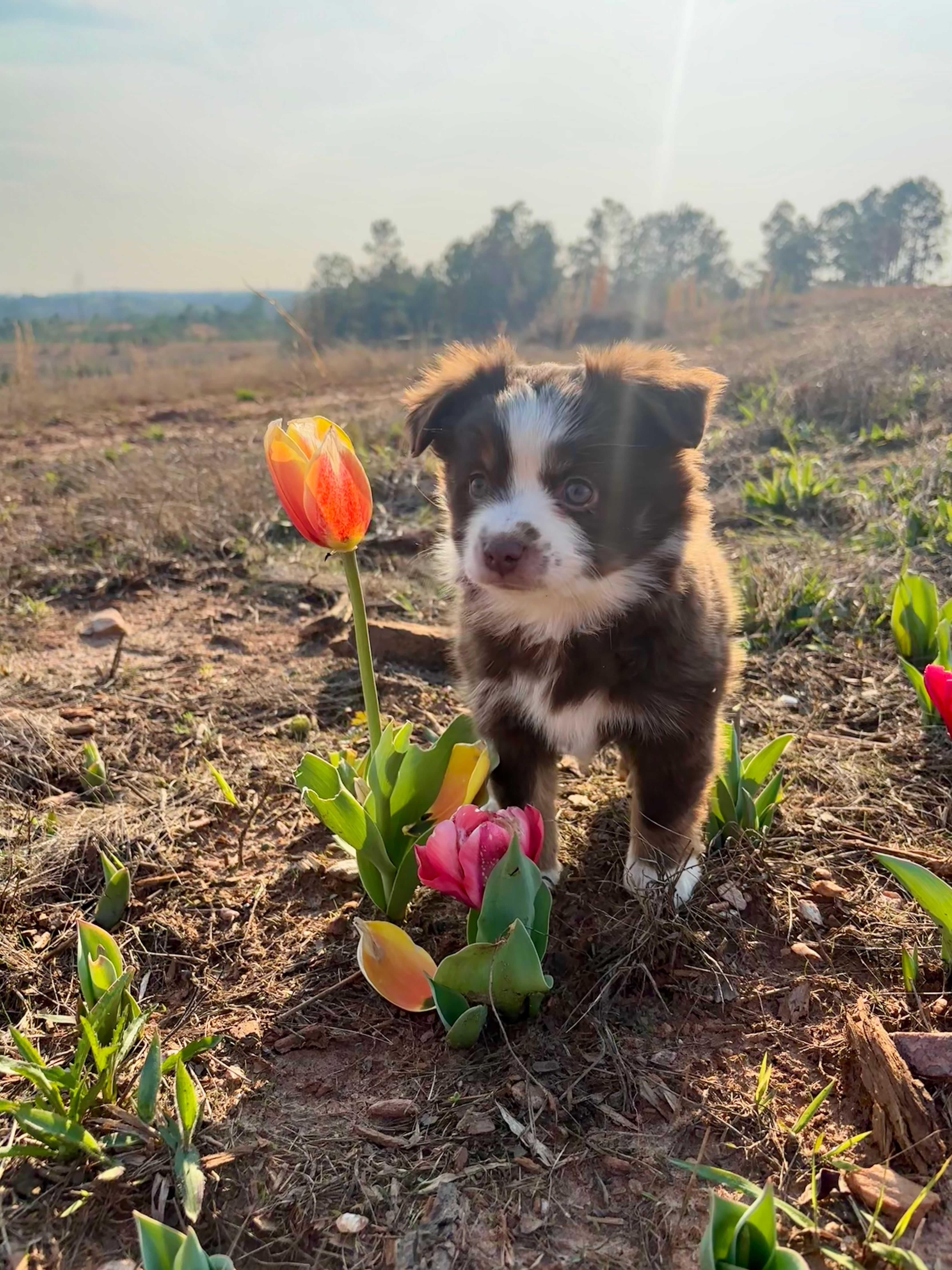 Pearl - Red Tri – Miniature Australian Shepherd, Toy Australian Shepherd puppy for sale in Carrollton, GA