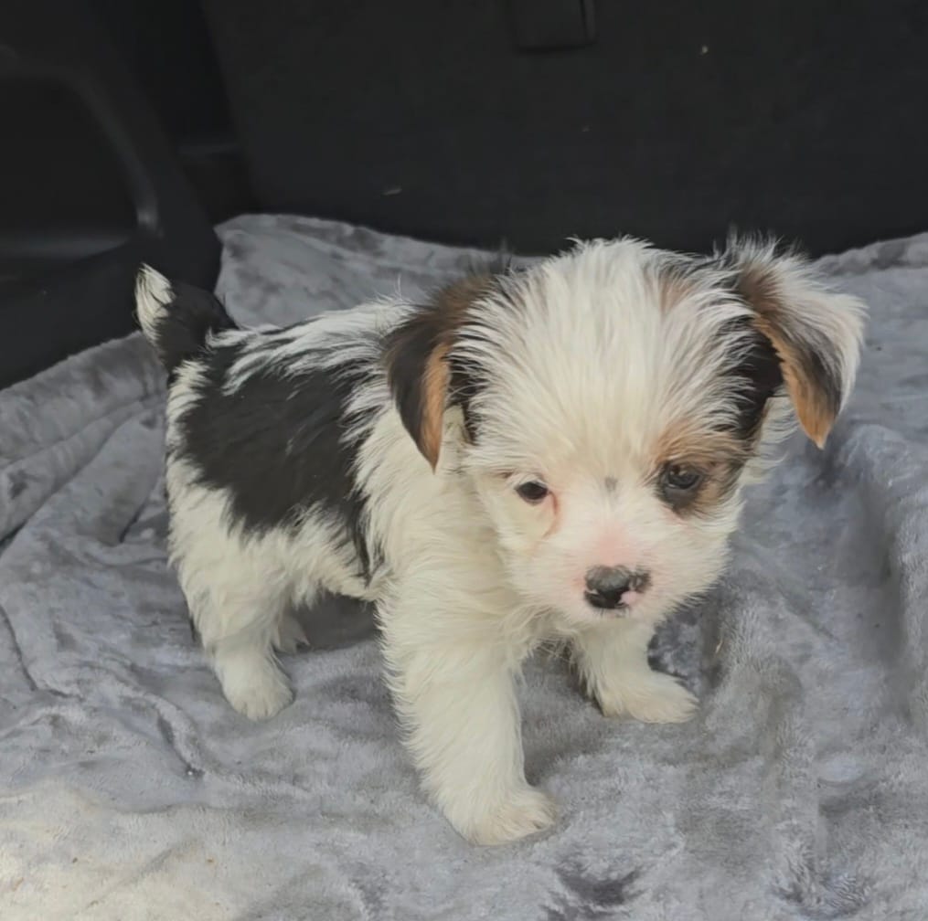 Woody, a male Yorkshire Terrier for sale in Bryant, AL – Photo 2 of 3