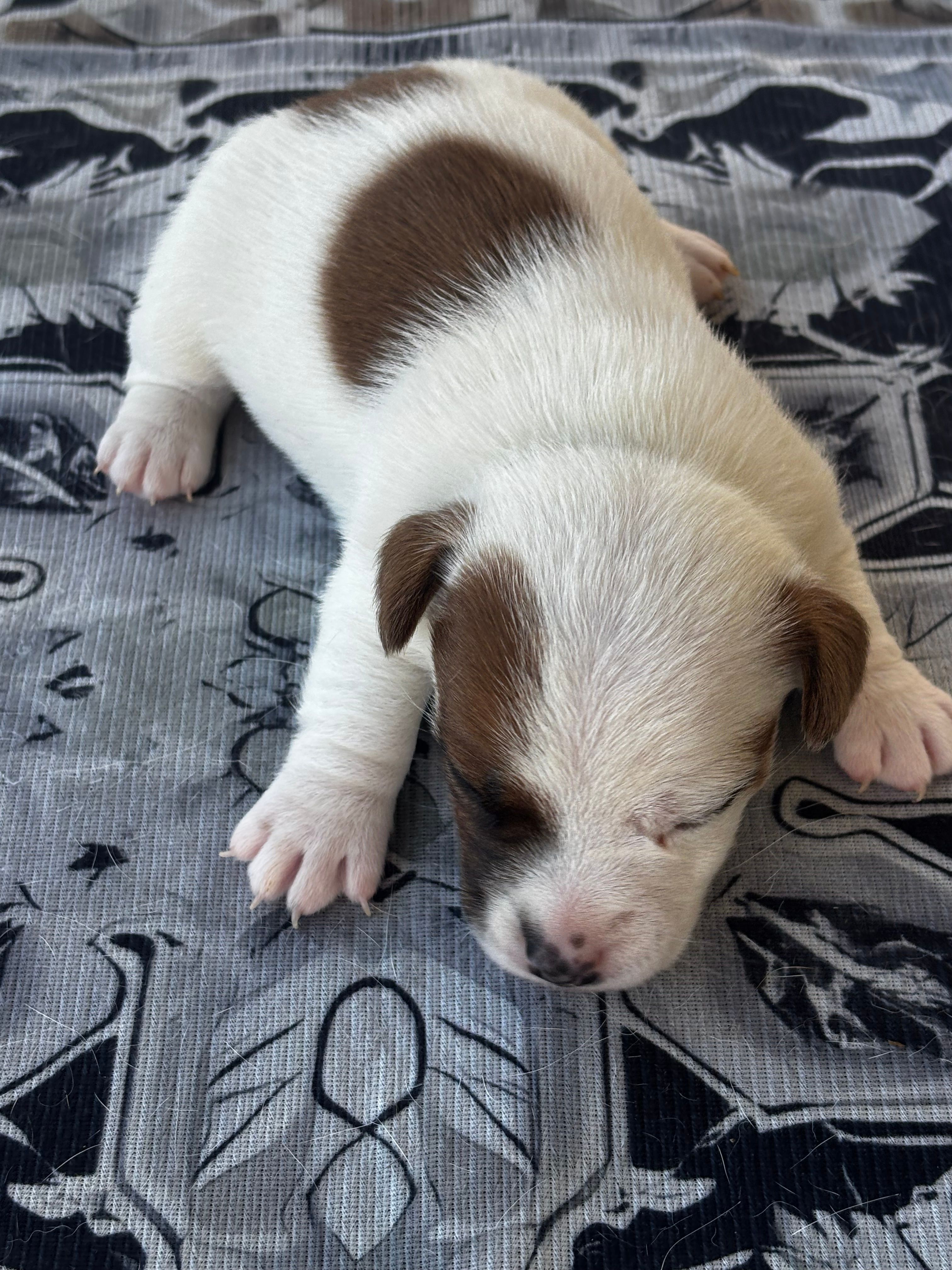 Sybil – Jack Russell Terrier puppy for sale in Franklin, TX