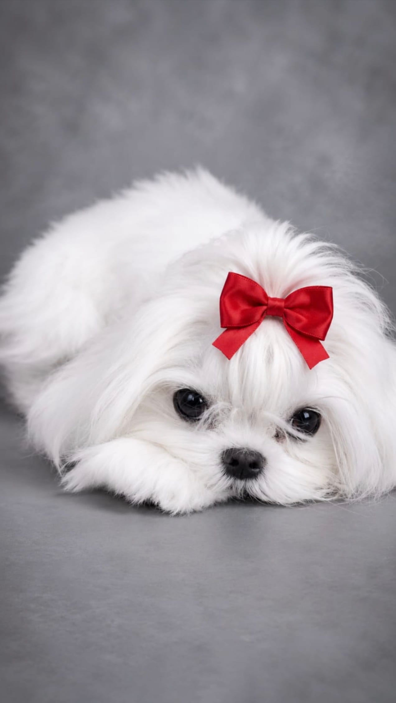 Rare Korean Maltese Puppies Available – Maltese puppy for sale in Miami, FL