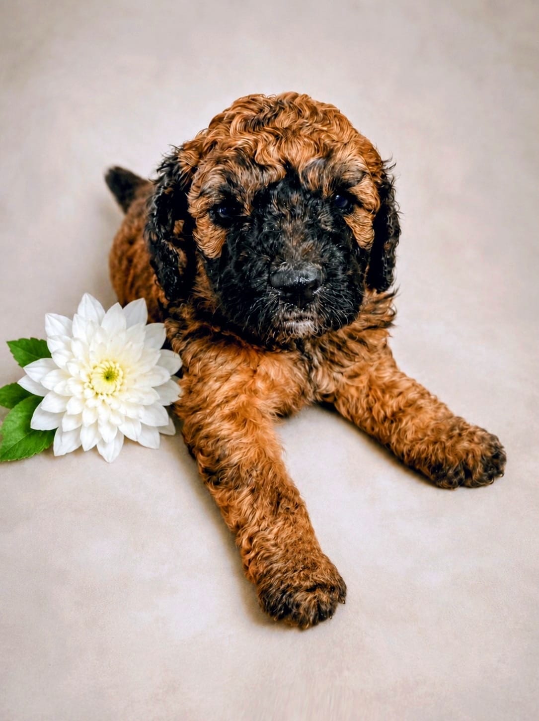 Hazel - AKC – Poodle - Miniature  puppy for sale in Miami, FL