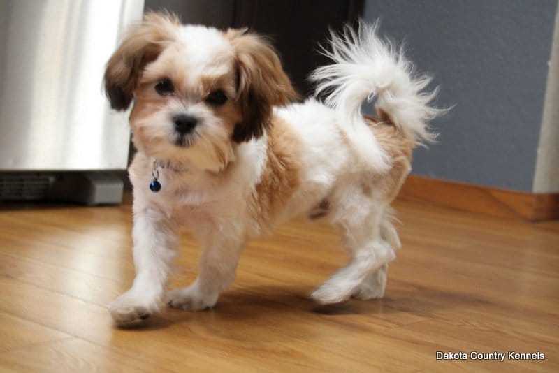 Rozzi – Shorkie puppy for sale in Jefferson, SD