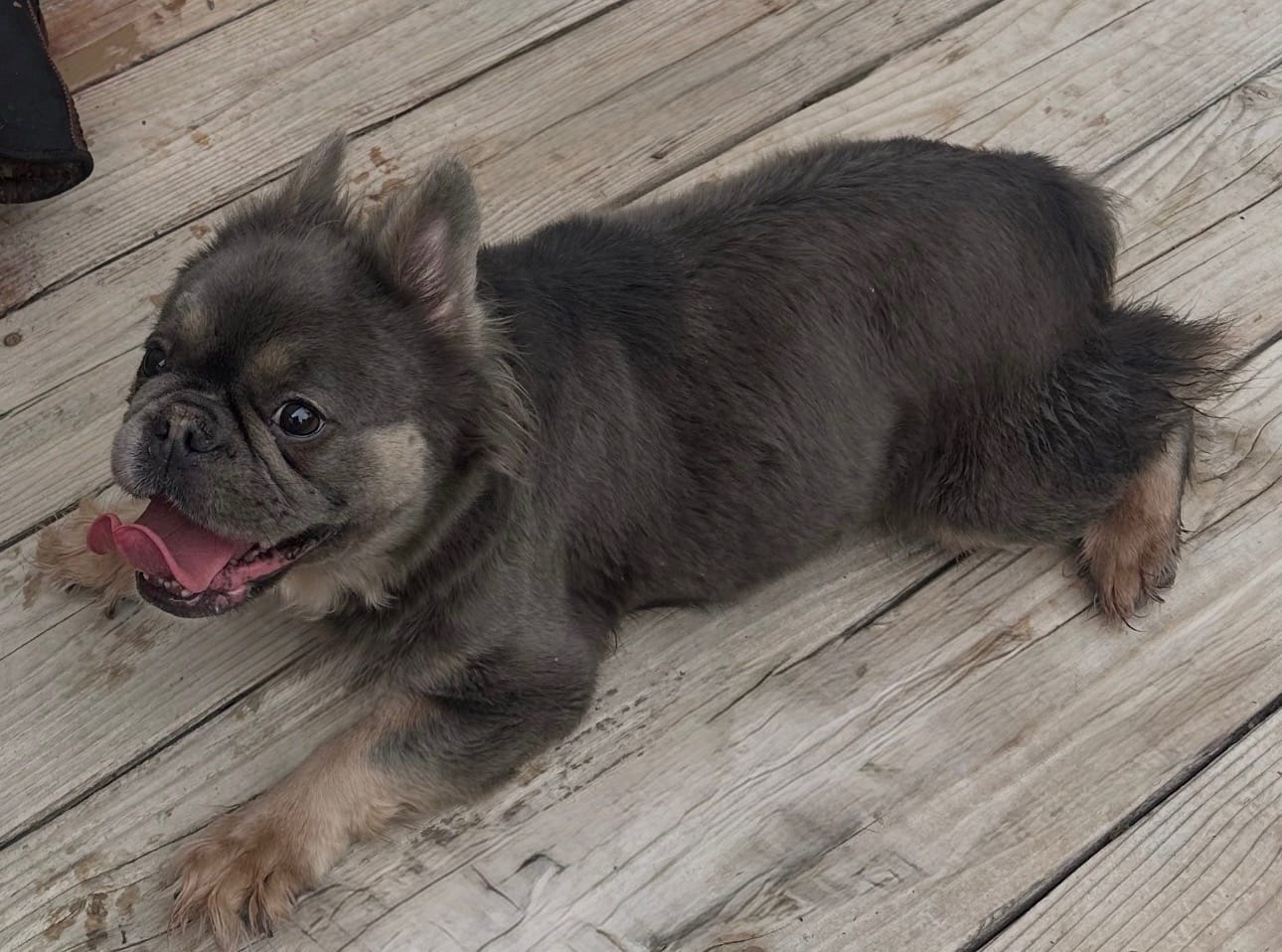 Fluffy  – French Bulldog puppy for sale in Easton, PA