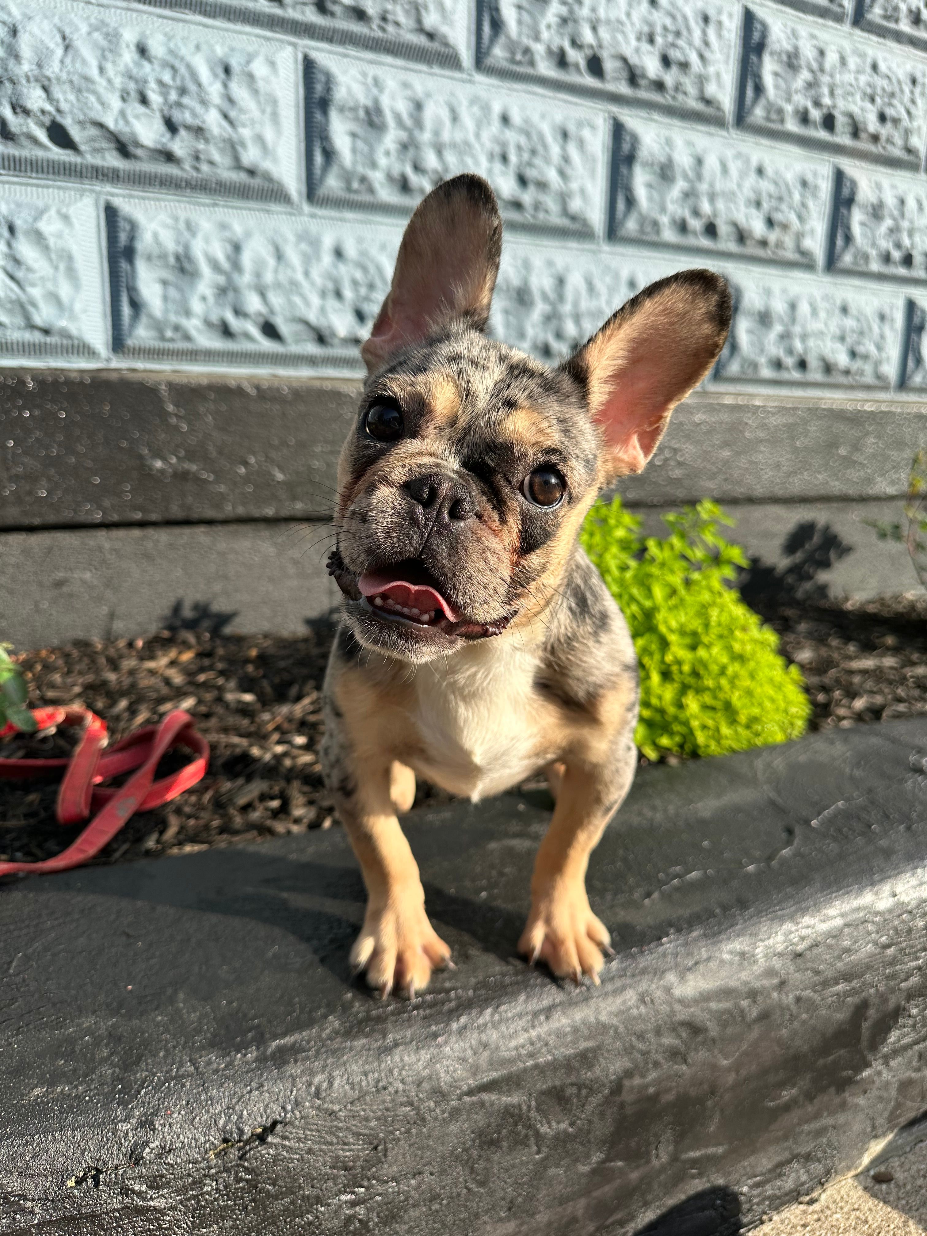 Timmy  – French Bulldog puppy for sale in Easton, PA
